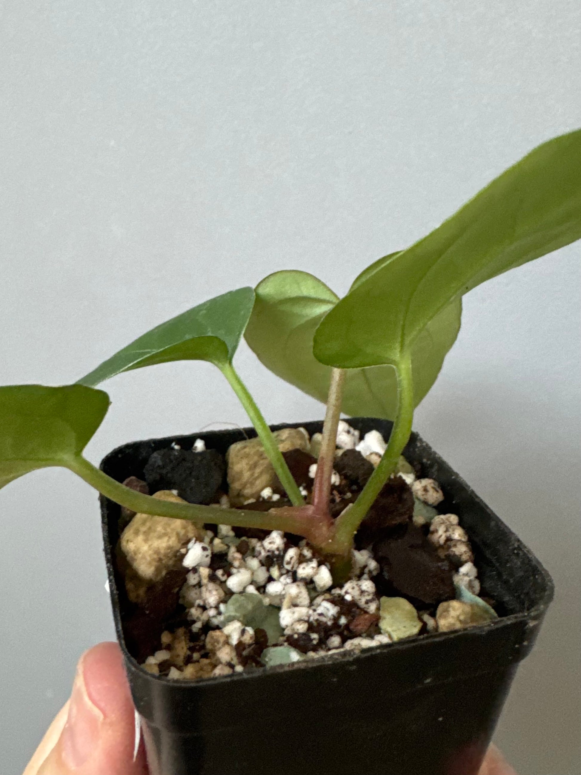 Anthurium (AOS x forgetii) x (NSE Red Crystallinum x Carlablackiae)