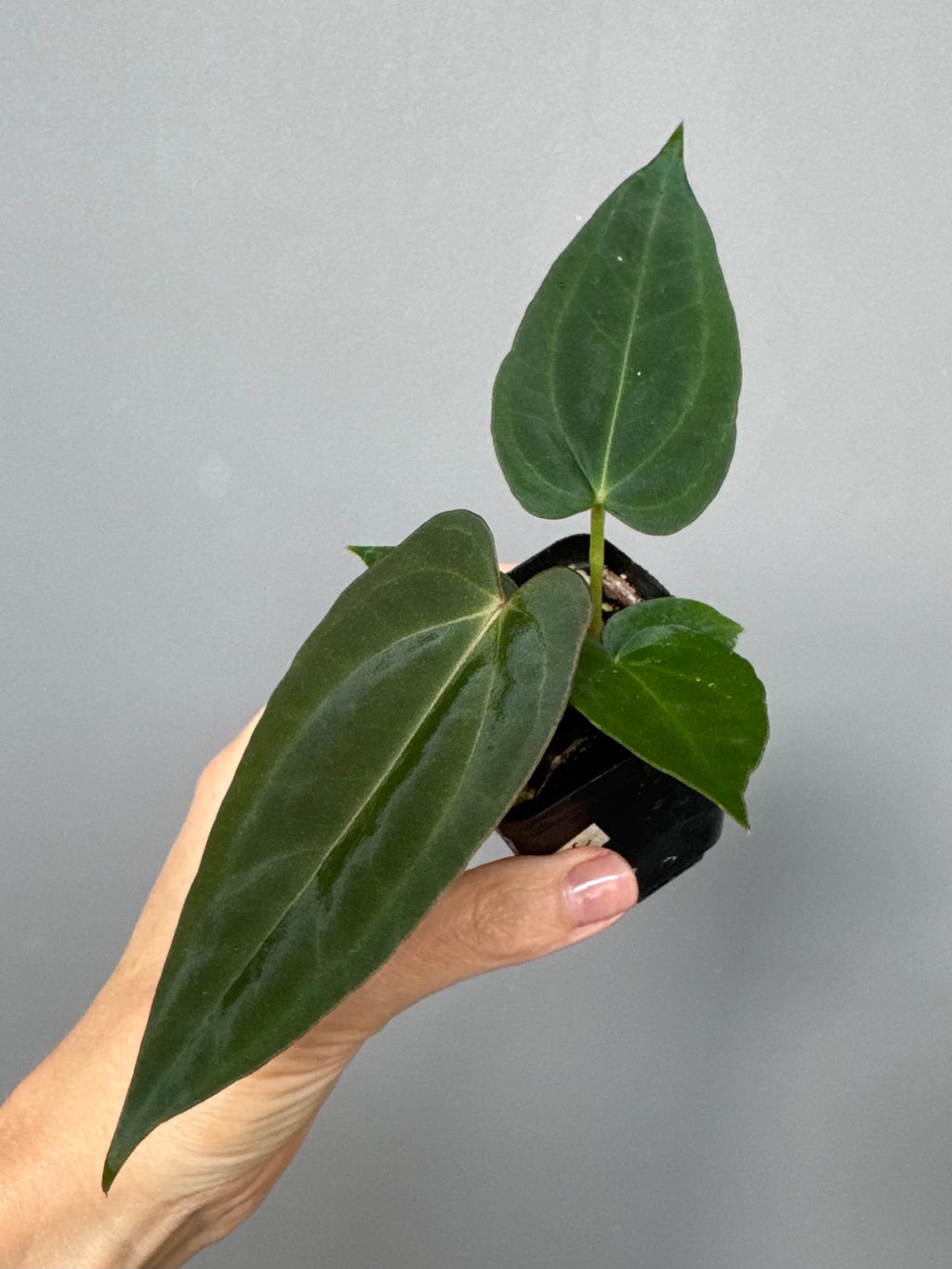Anthurium (NoID x Papi Indo) x (DH x RVC)
