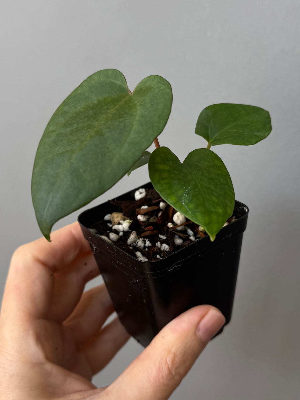Anthurium (Zara x (MxZ)) x  RVDP