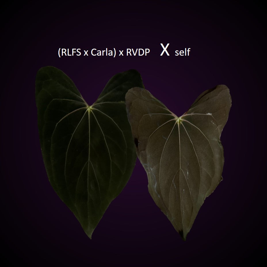 Anthurium ((RLxFS x Carla) x RVDP) xself
