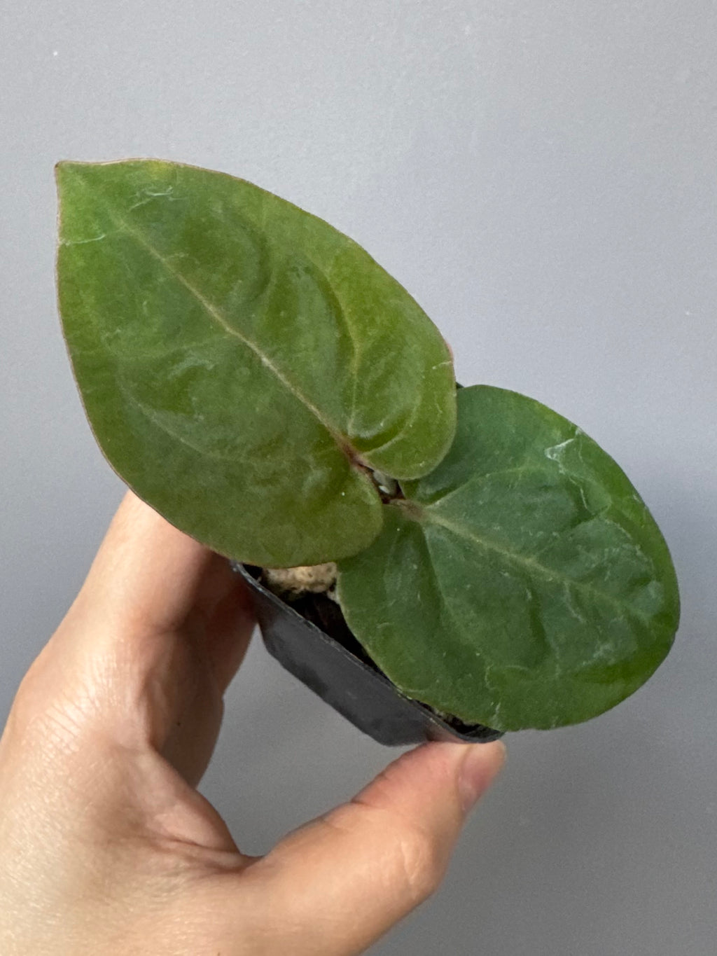 Anthurium ‚Bloodmoon‘ Klon