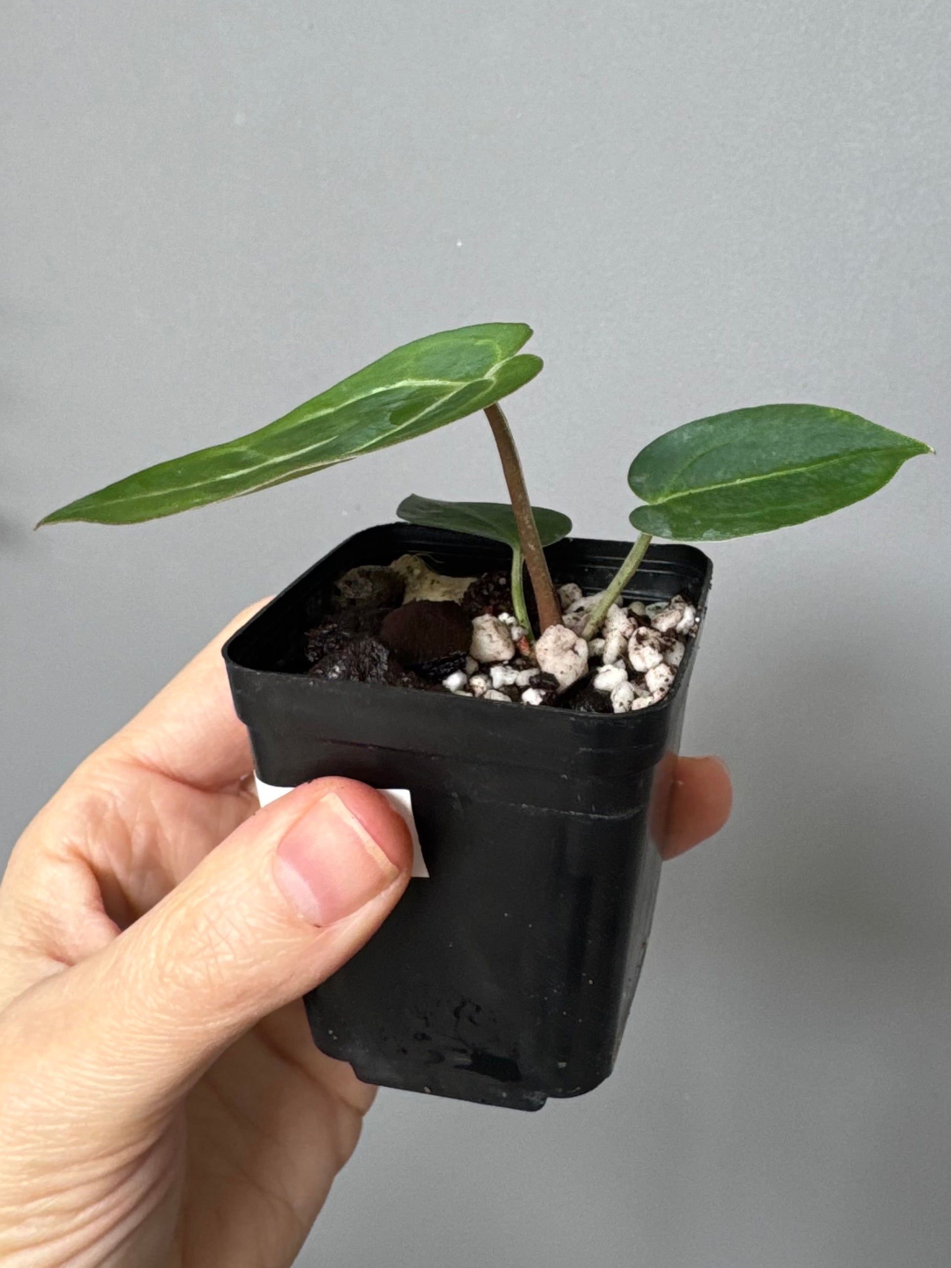 Anthurium (ZxM) x (NSE Red Crystallinum x Carlablackiae)