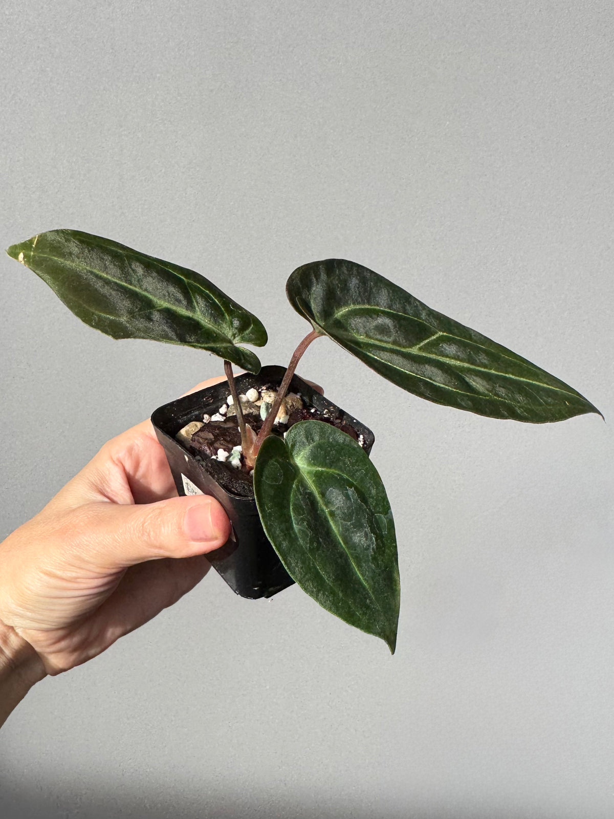 Anthurium Besseae aff. (#1)
