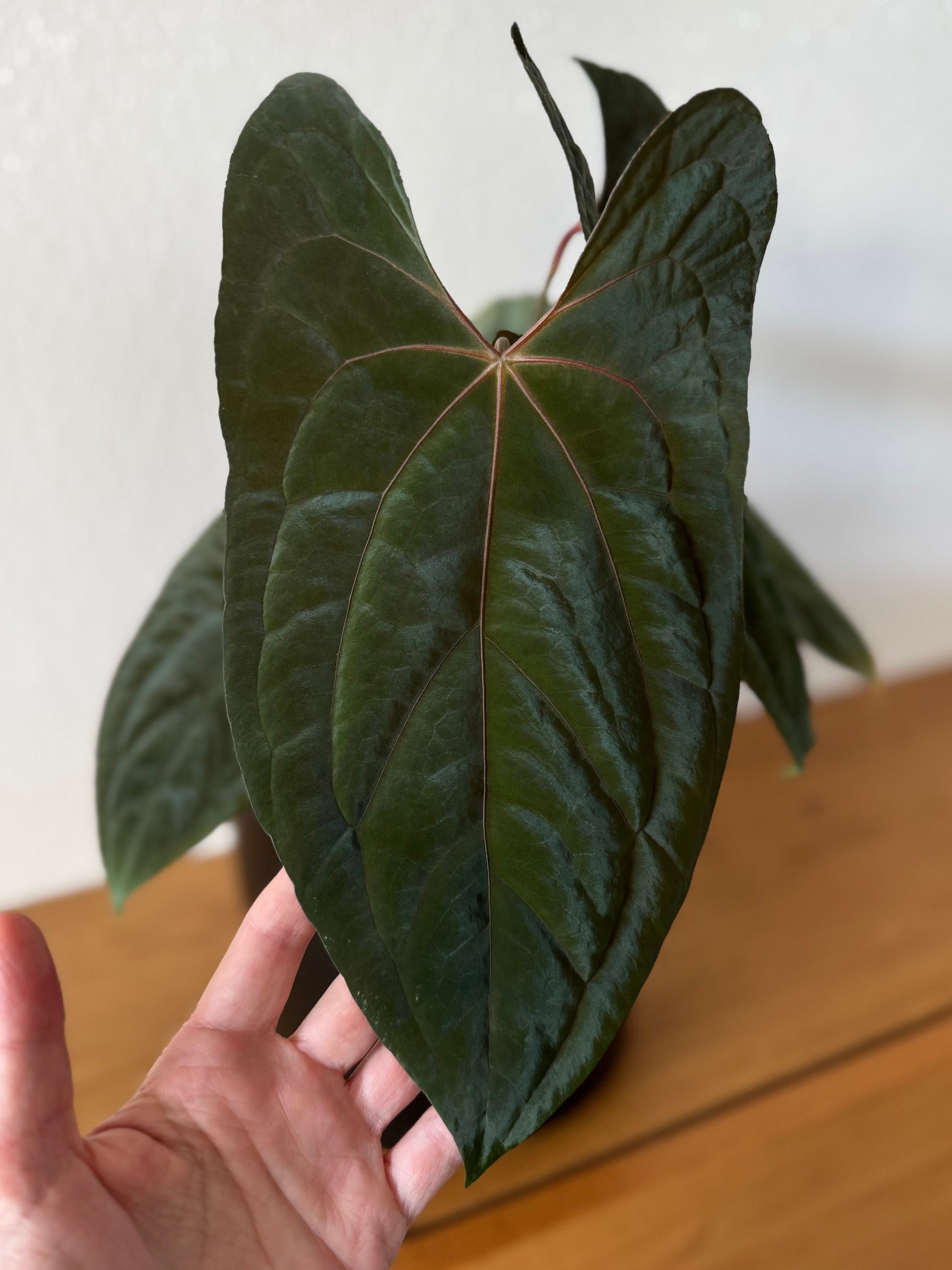 Anthurium papillilaminum Fort Sherman x RVDP (FSxRVDP)