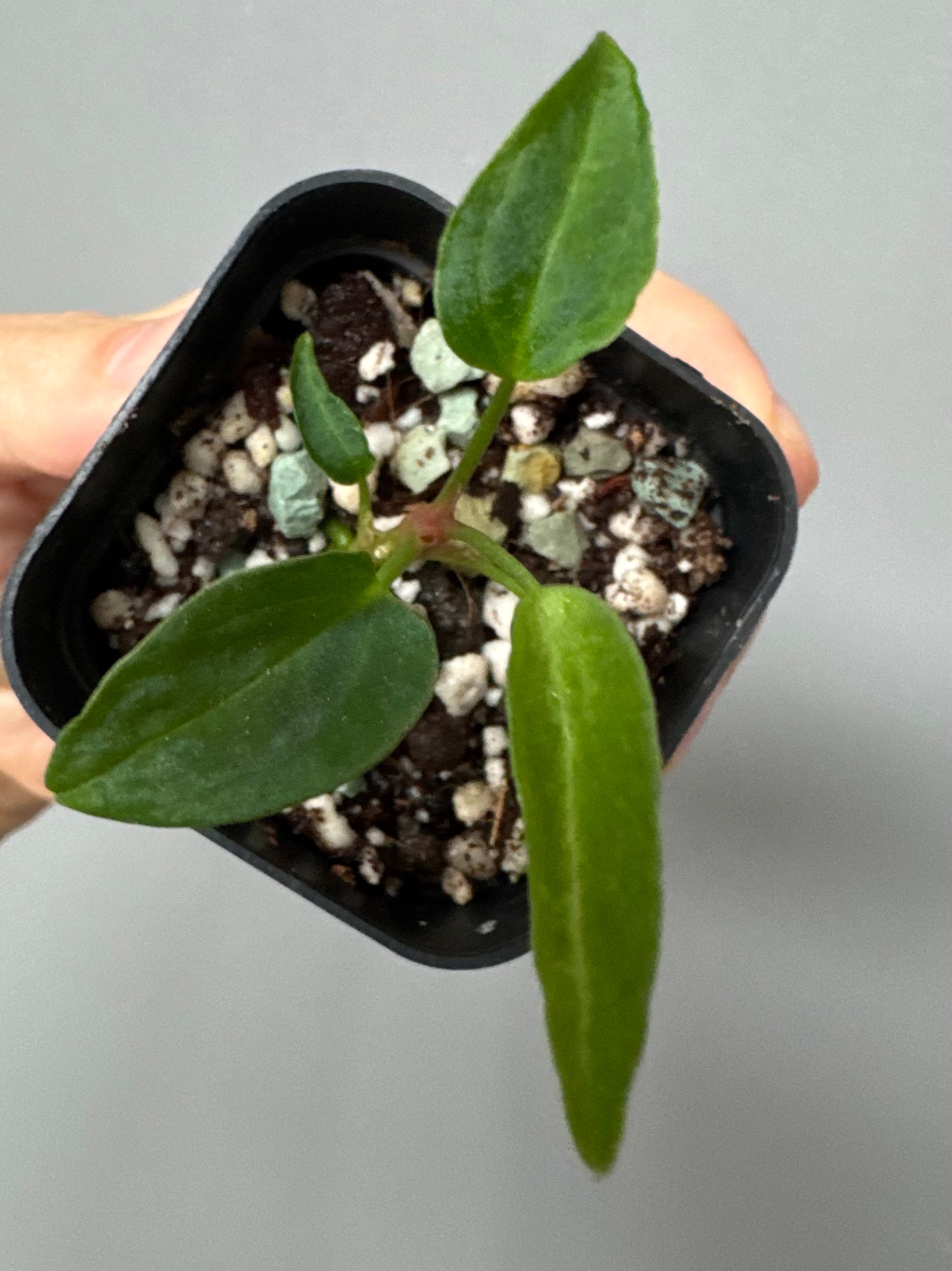 Anthurium ((magnificum x crystallinum) x NoID) X Papillilaminum - mutation 1