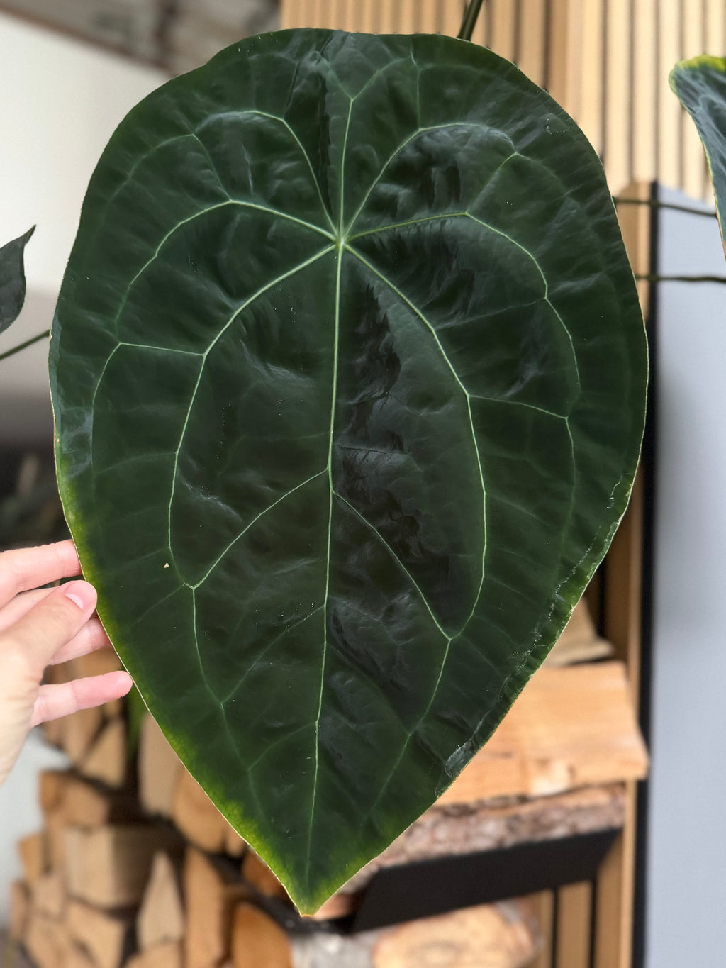 Anthurium NoID x (AOS x forgetii) - seedlinge