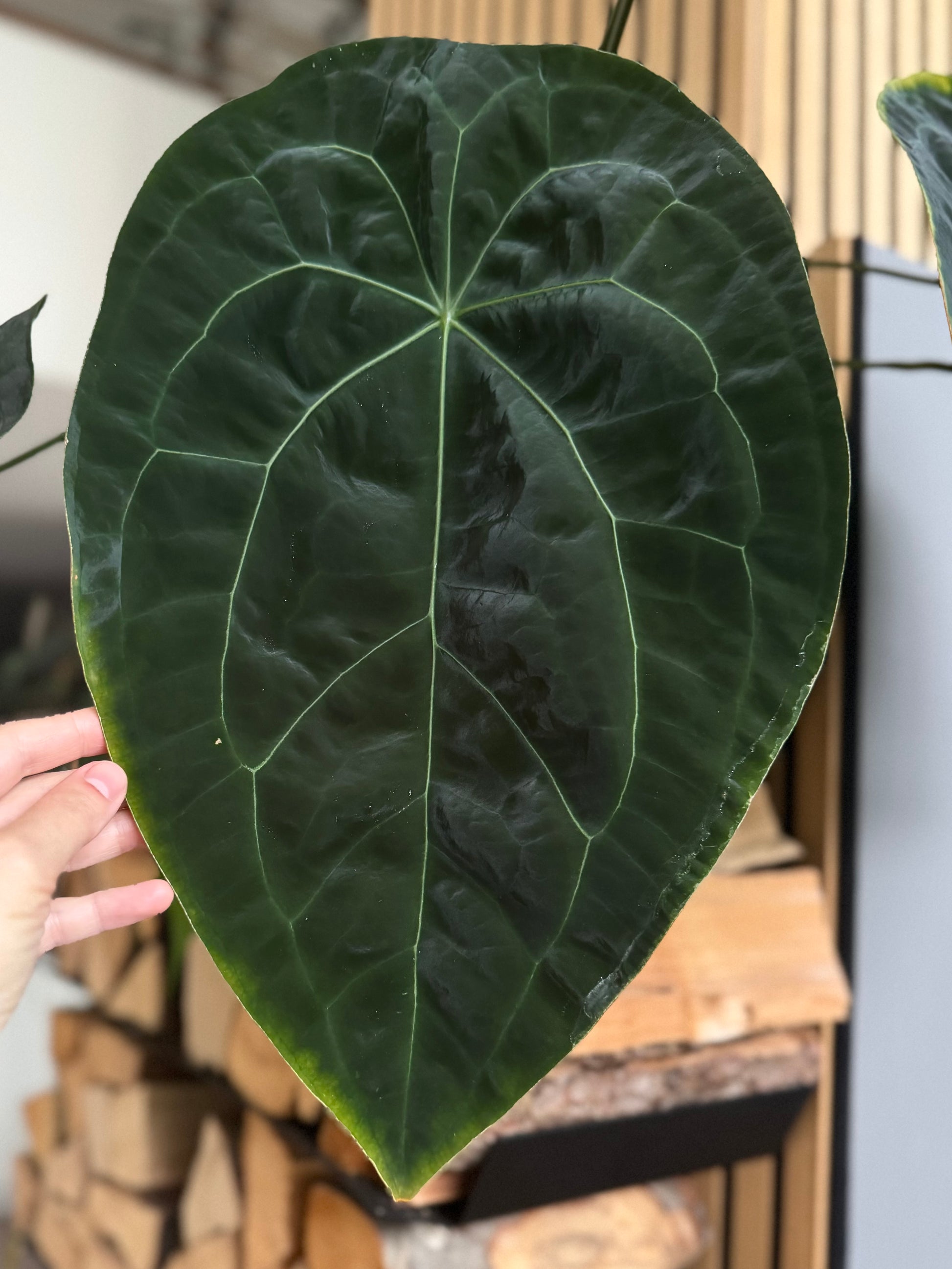 Anthurium NoID x (AOS x forgetii) - seedlinge