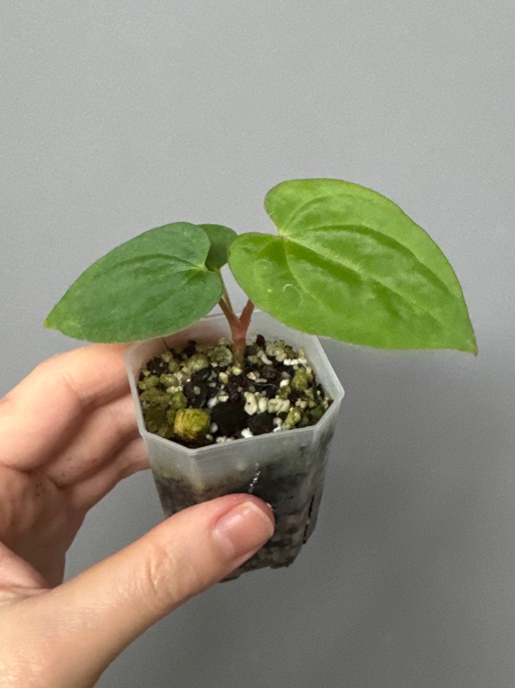 Anthurium RG dressleri x Carlablackiae District