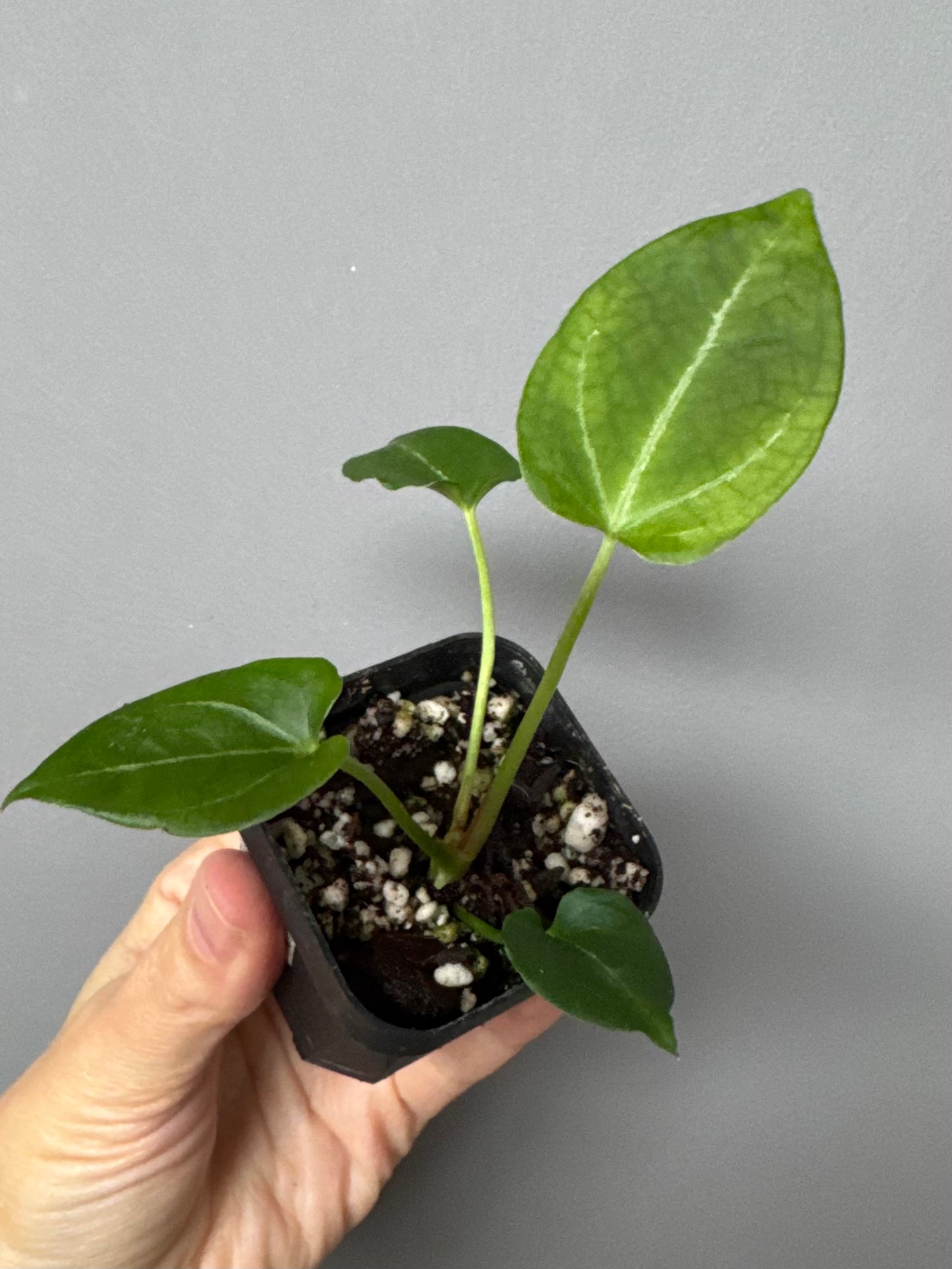 Anthurium (Papillilaminum x forgetii) X Crystallinum Silver