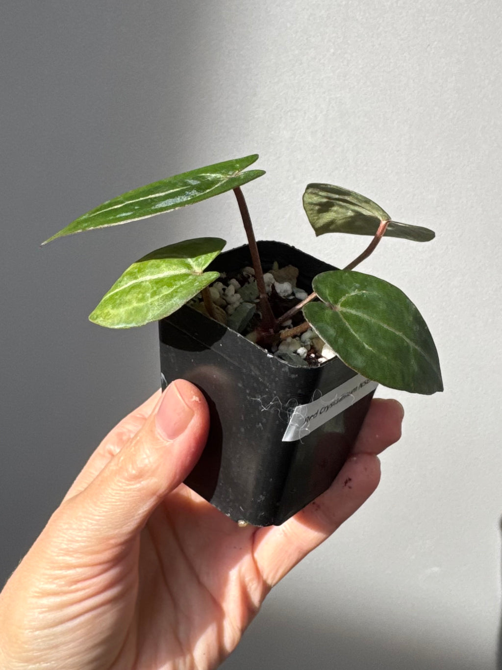 Anthurium Red Crystallinum NSE x Red Crystallinum Tezula
