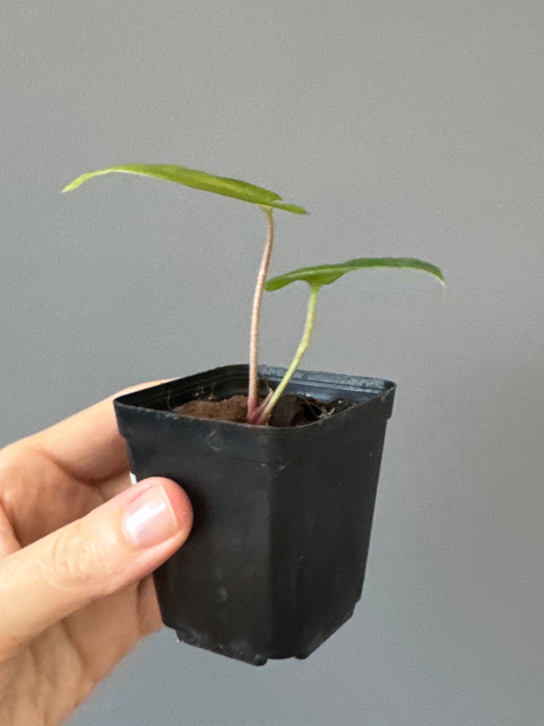 Anthurium papillilaminum Fort Sherman x RVDP (FSxRVDP)