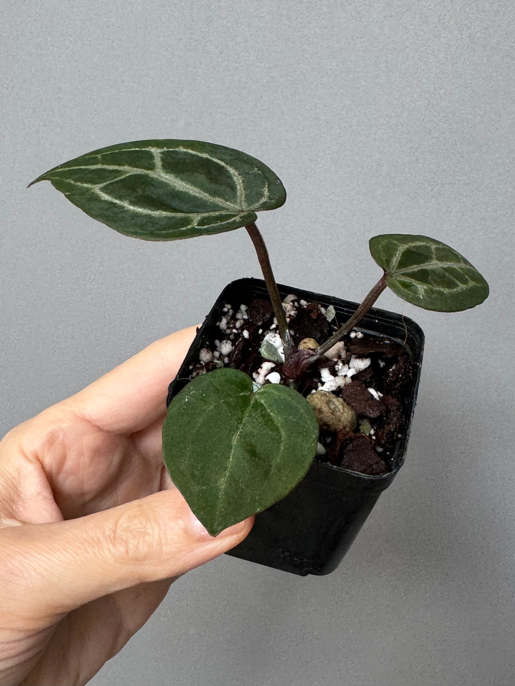 Anthurium Crystallinum Select Color x Michelle