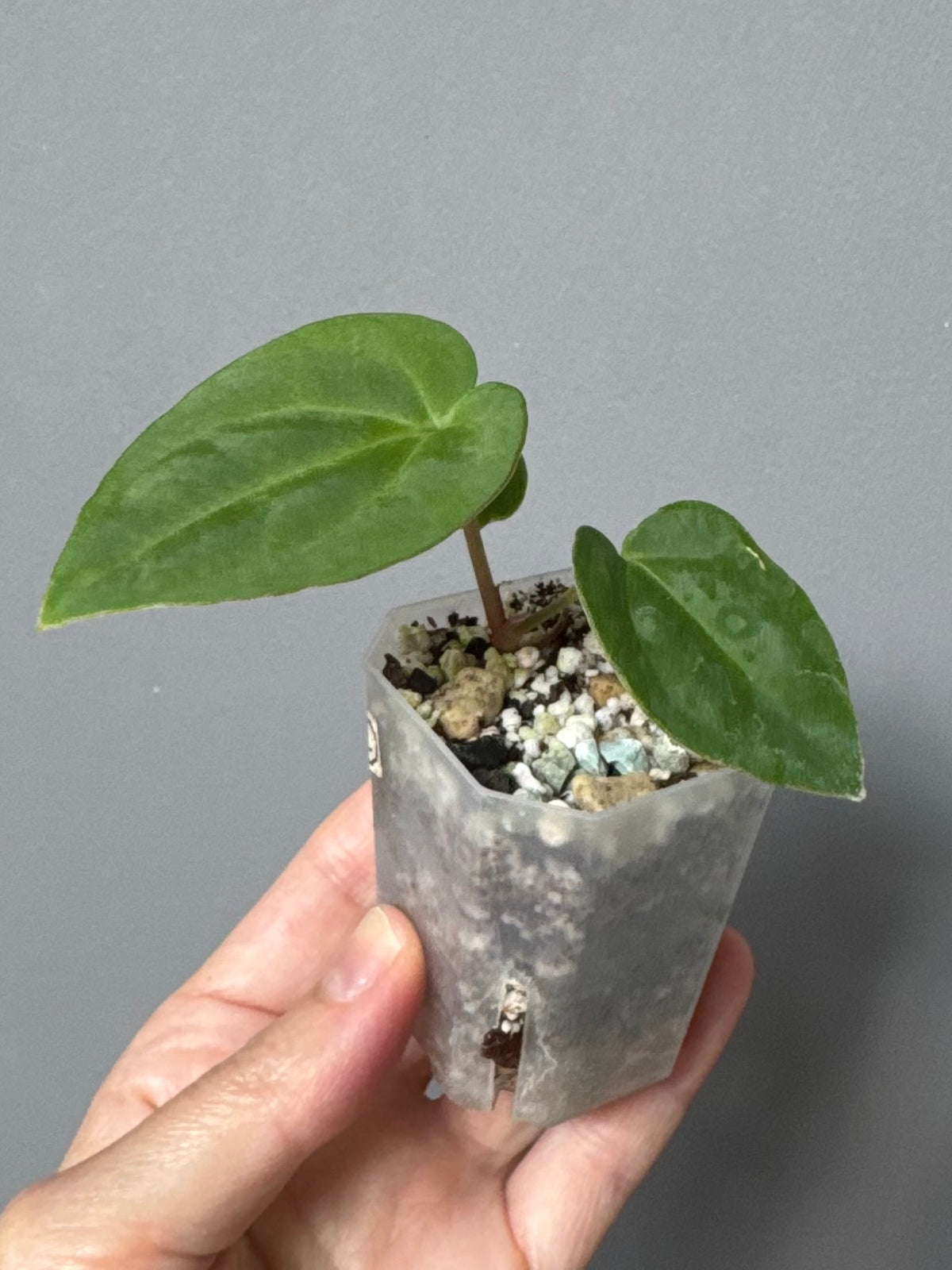 Anthurium carlablackiae RA13 x BVEP OG1 (#2)