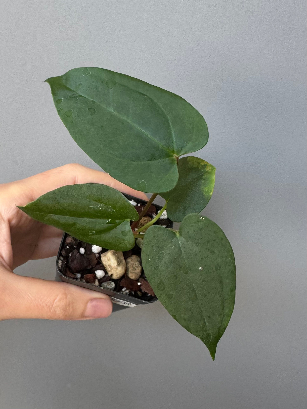 Anthurium ((Midnight Velvet x Red Studd) x NSE CarlaX) x RVDP