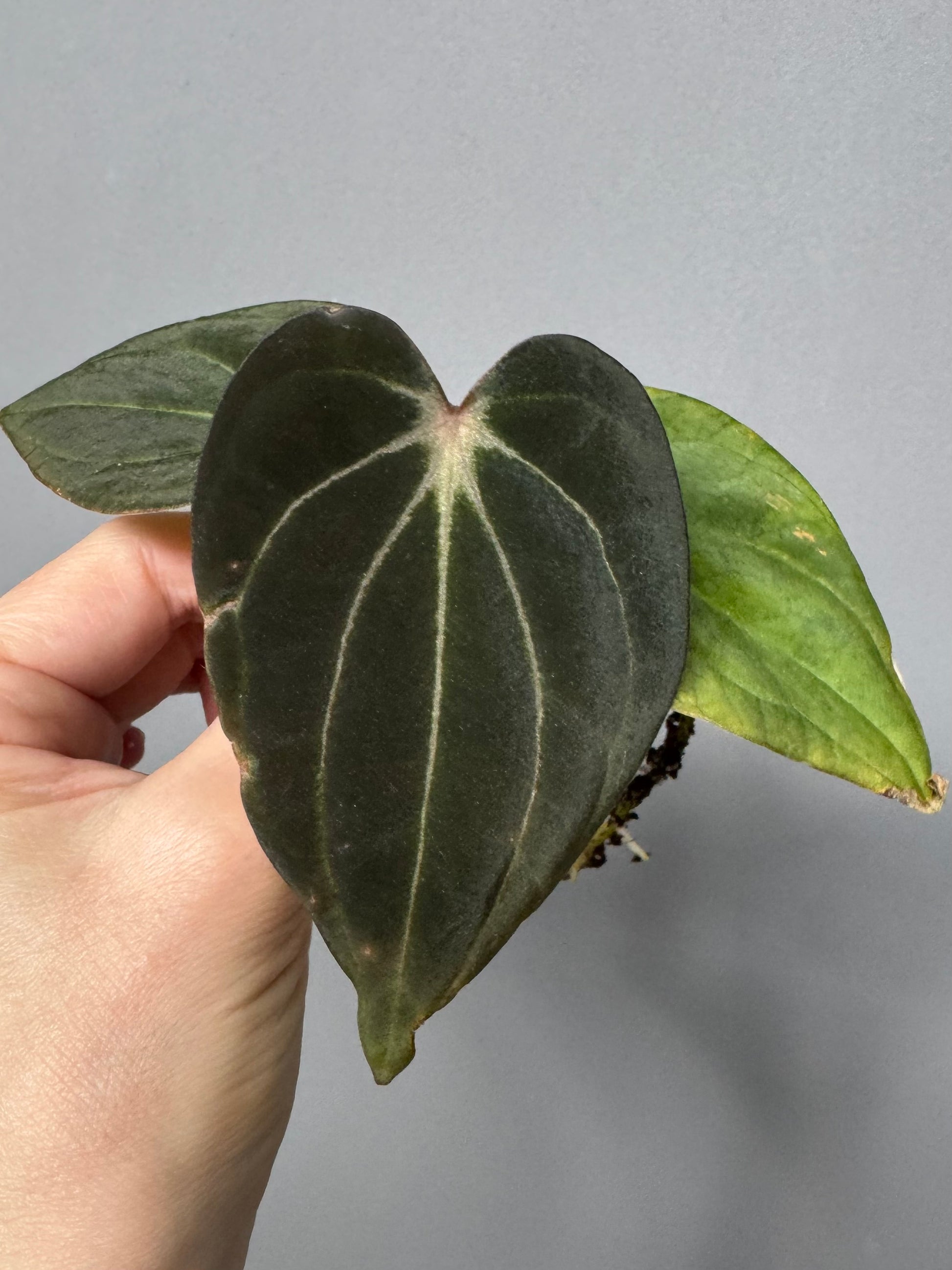 Anthurium ((RG Dressleri x Carlablackiae)xBVEP) X Carlablackiae C1