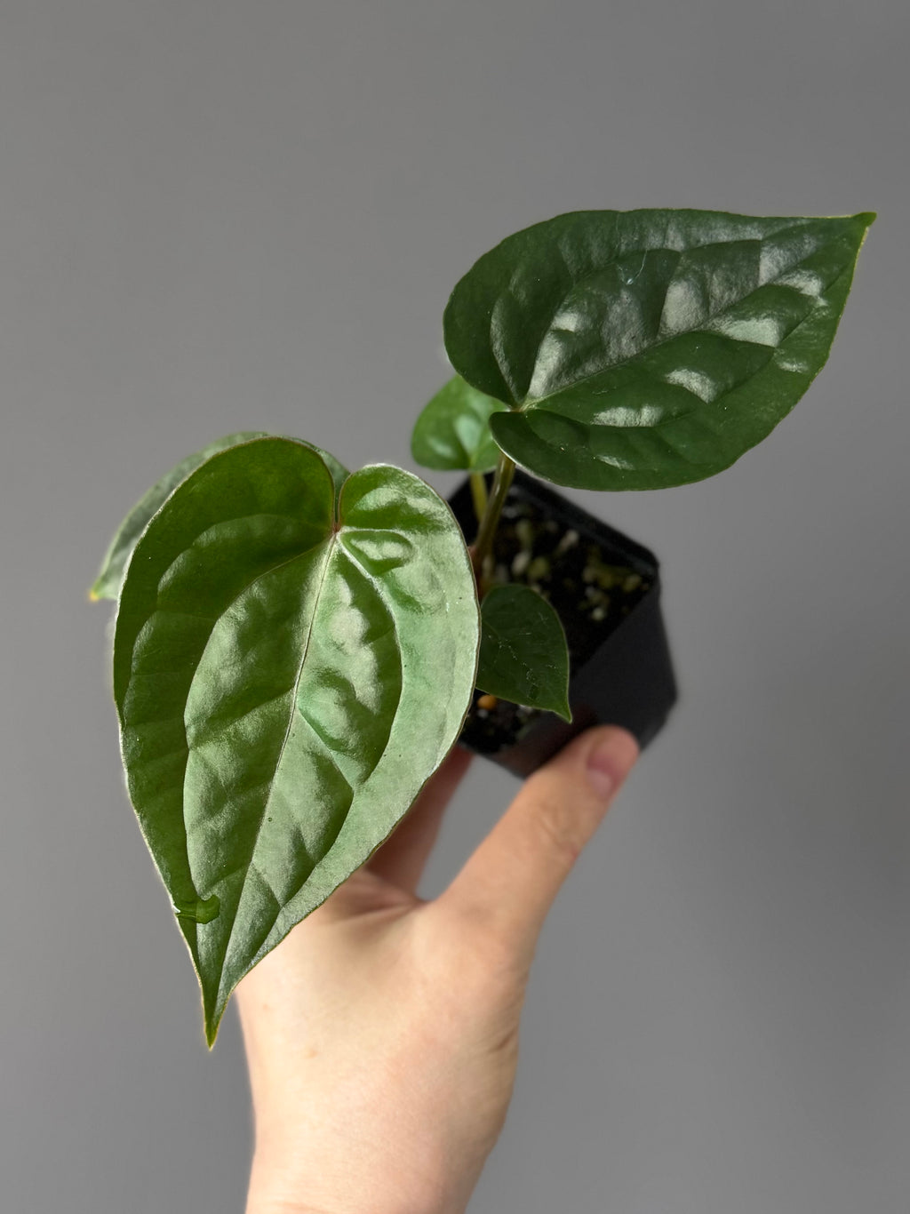 Anthurium (papillilaminum Hybrid x (KOS x Silver Blush)) X luxurians