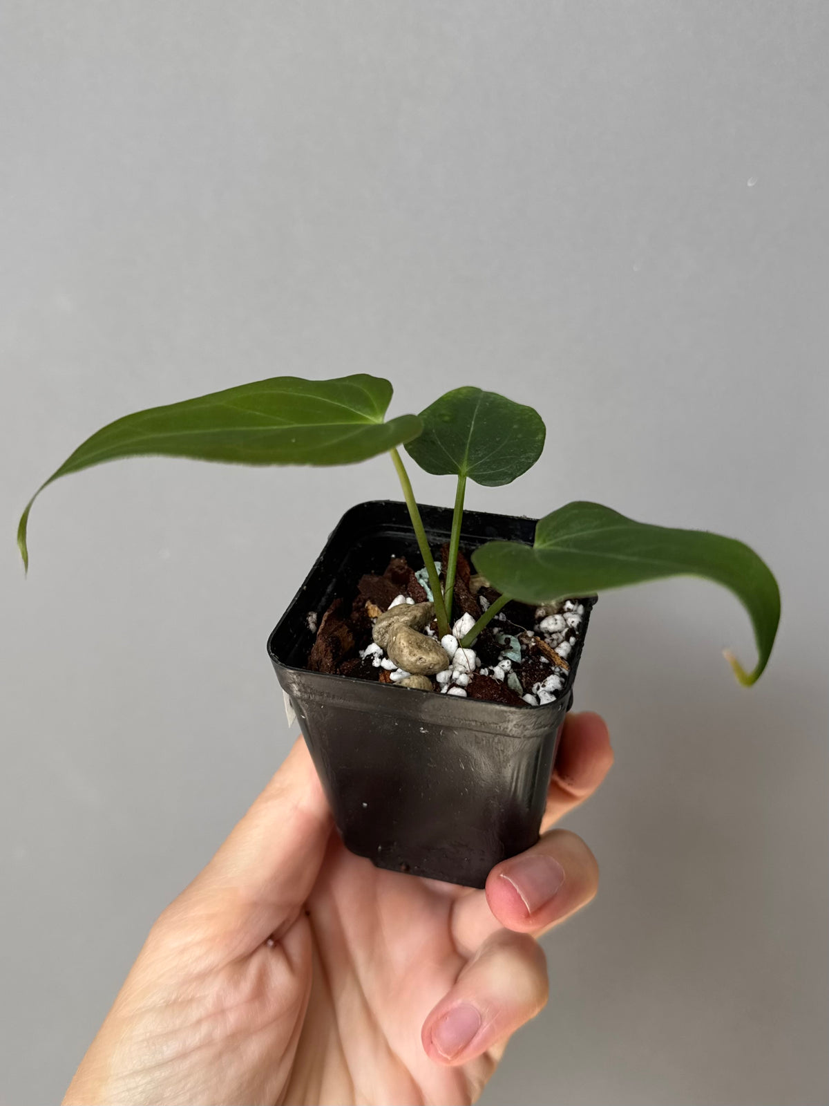 Anthurium (MagCrystalxNoID) x Delta Force