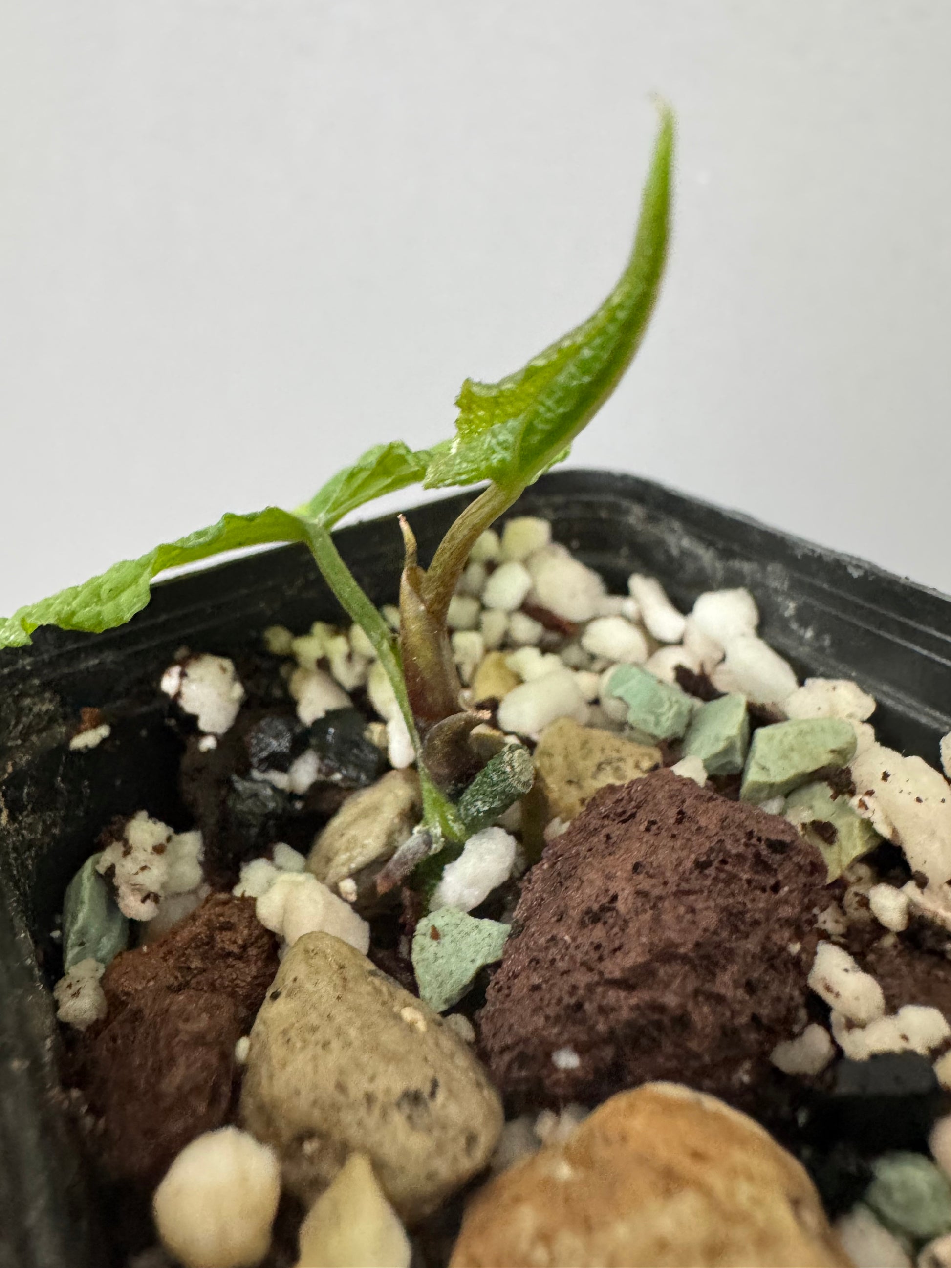 Anthurium clidemioides