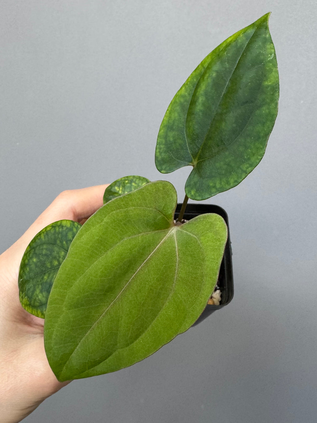 Anthurium ((BVEP x Portillae Dorito) x (Dark Phoenix x Goliath)) x (Fort Sherman x RVDP)