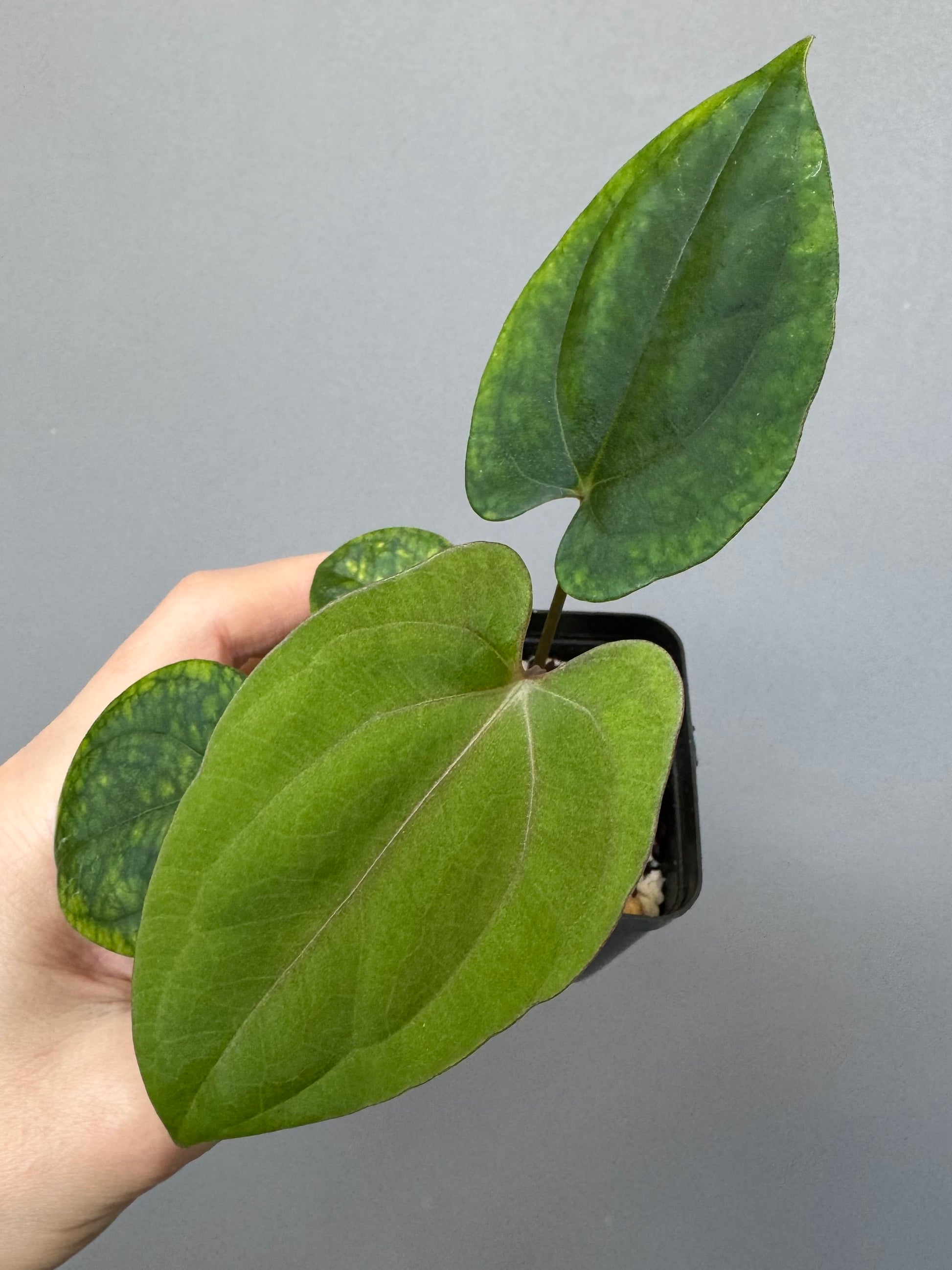 Anthurium ((BVEP x Portillae Dorito) x (Dark Phoenix x Goliath)) x (Fort Sherman x RVDP)