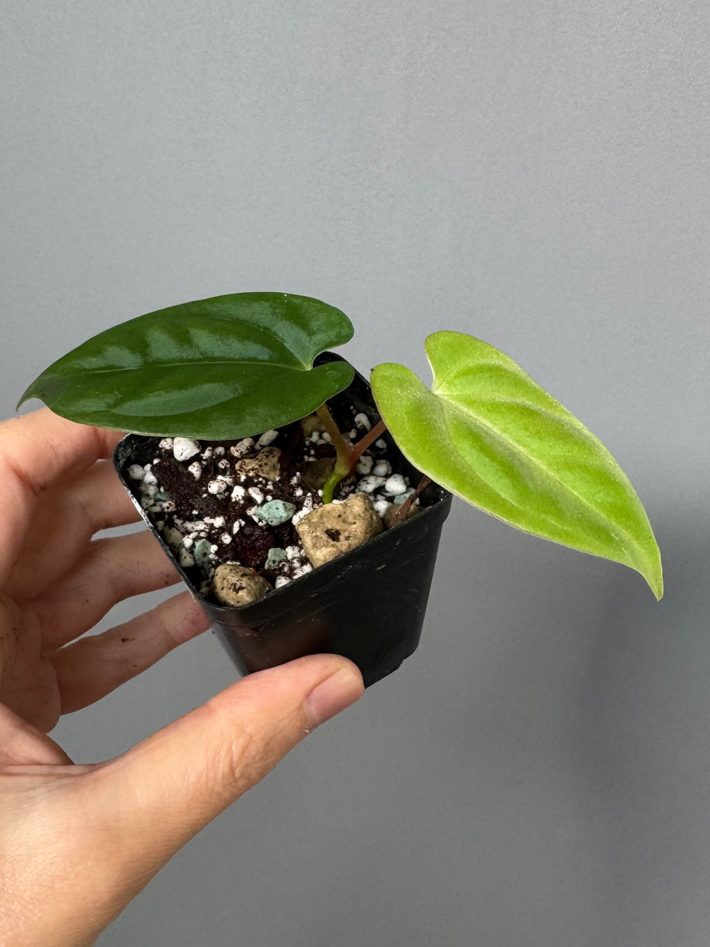 Anthurium Papillilaminum round x Darkest Panama (by 4aroids)