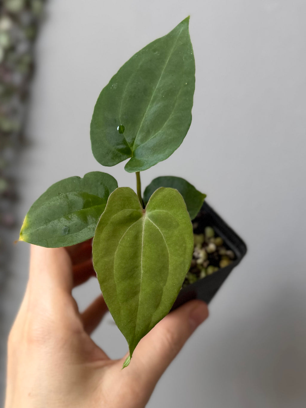 Anthurium Besseae aff. x RVDP