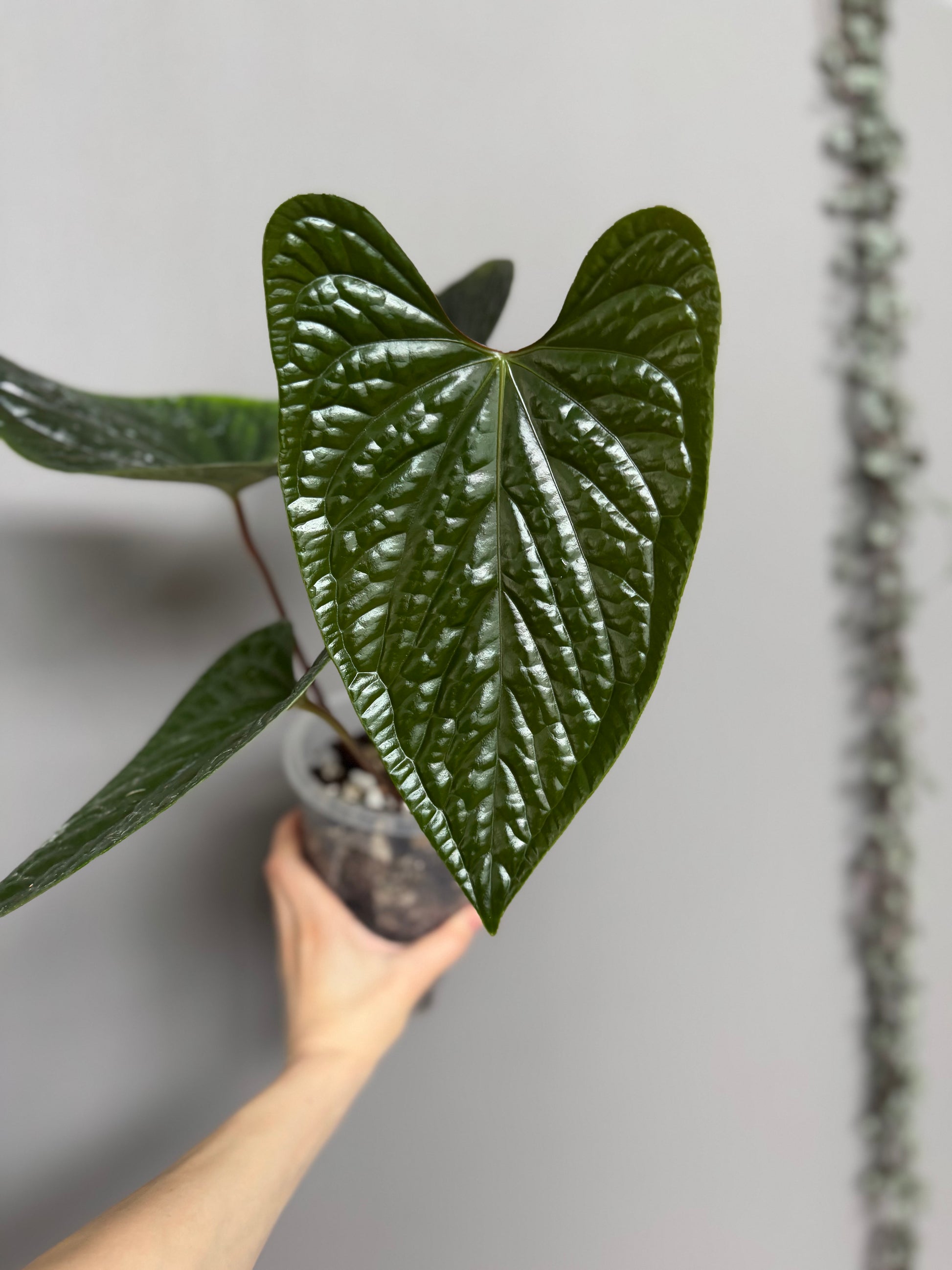 Anthurium luxurians x nigrolaminum ‚Gigi‘