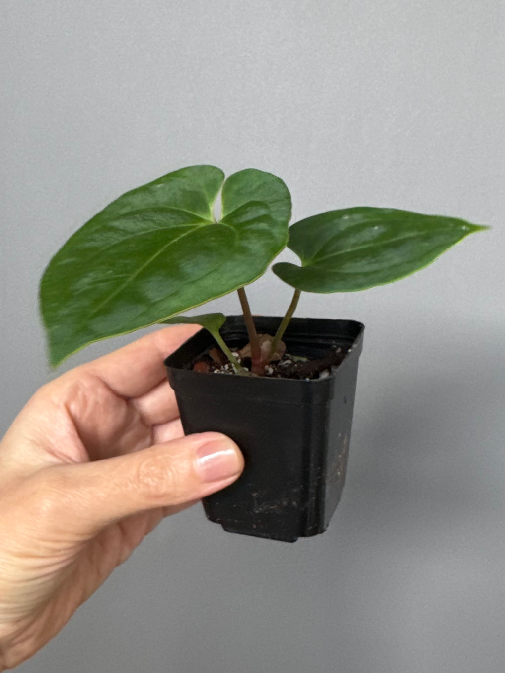 Anthurium Black Besseae aff. x BVEP (Chahrazade)