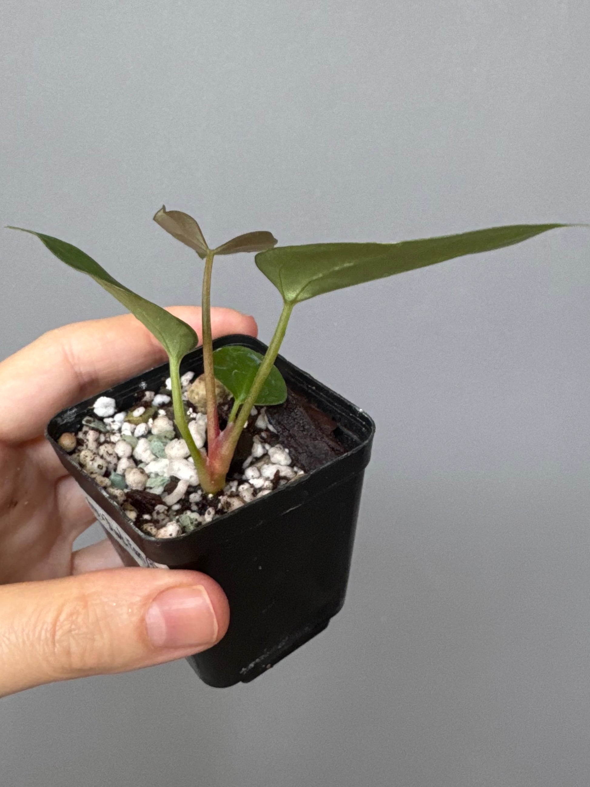 Anthurium papillilaminum x Darkest Panama (#2)