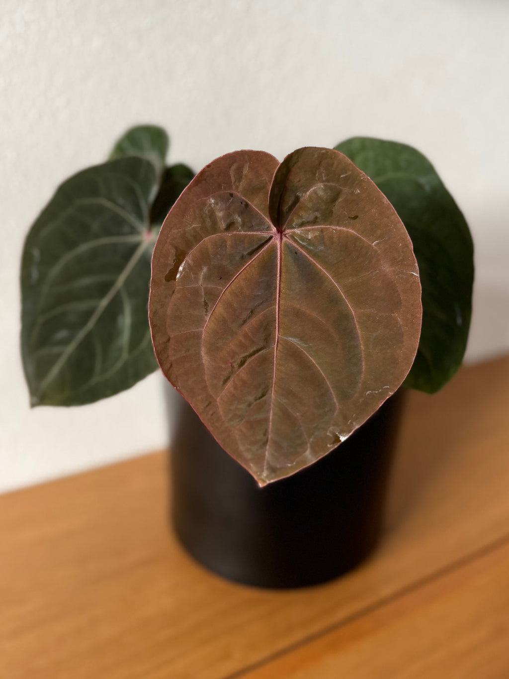 Anthurium ‚Bloodmoon‘ Klon