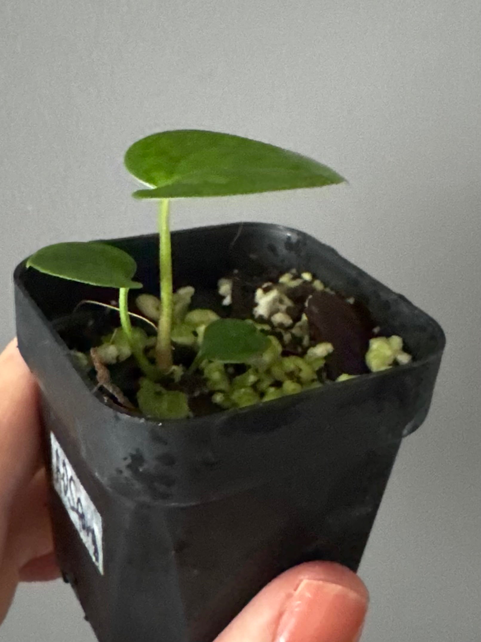 Anthurium AOS x forgetii dark