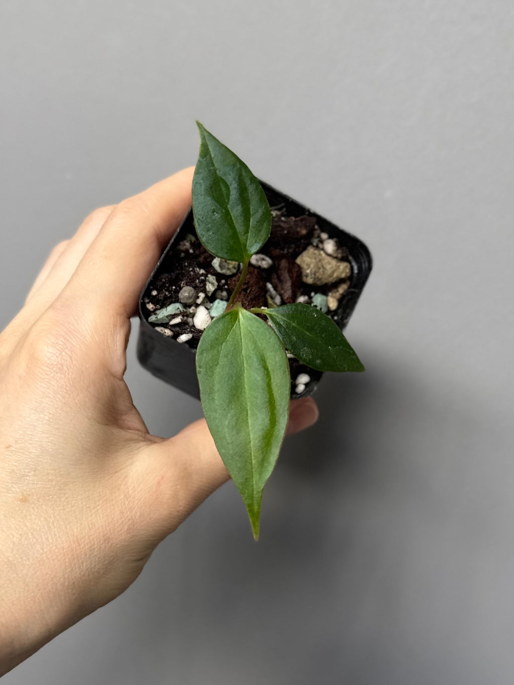Anthurium Black War (Black Sweet x warocqueanum, von diamondplants_)