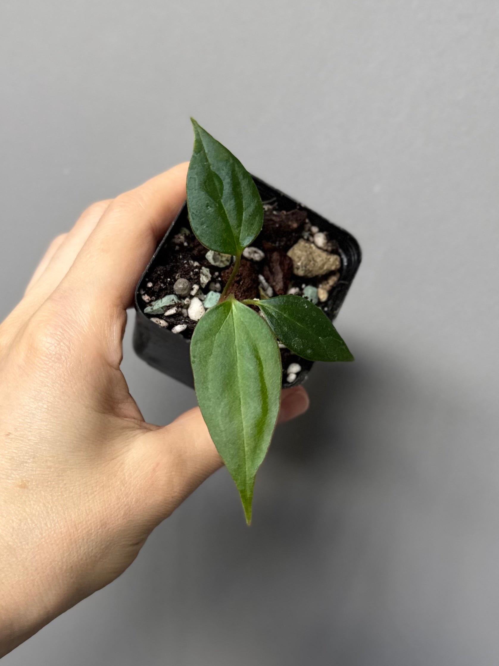 Anthurium Black War (Black Sweet x warocqueanum, von diamondplants_)