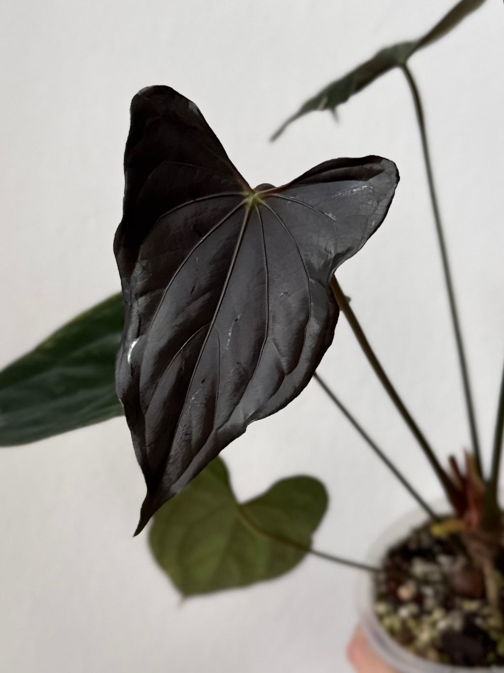 Anthurium ((papillilaminum Ralph Lynam x Fort Sherman) x carlablackiae) X RVDP