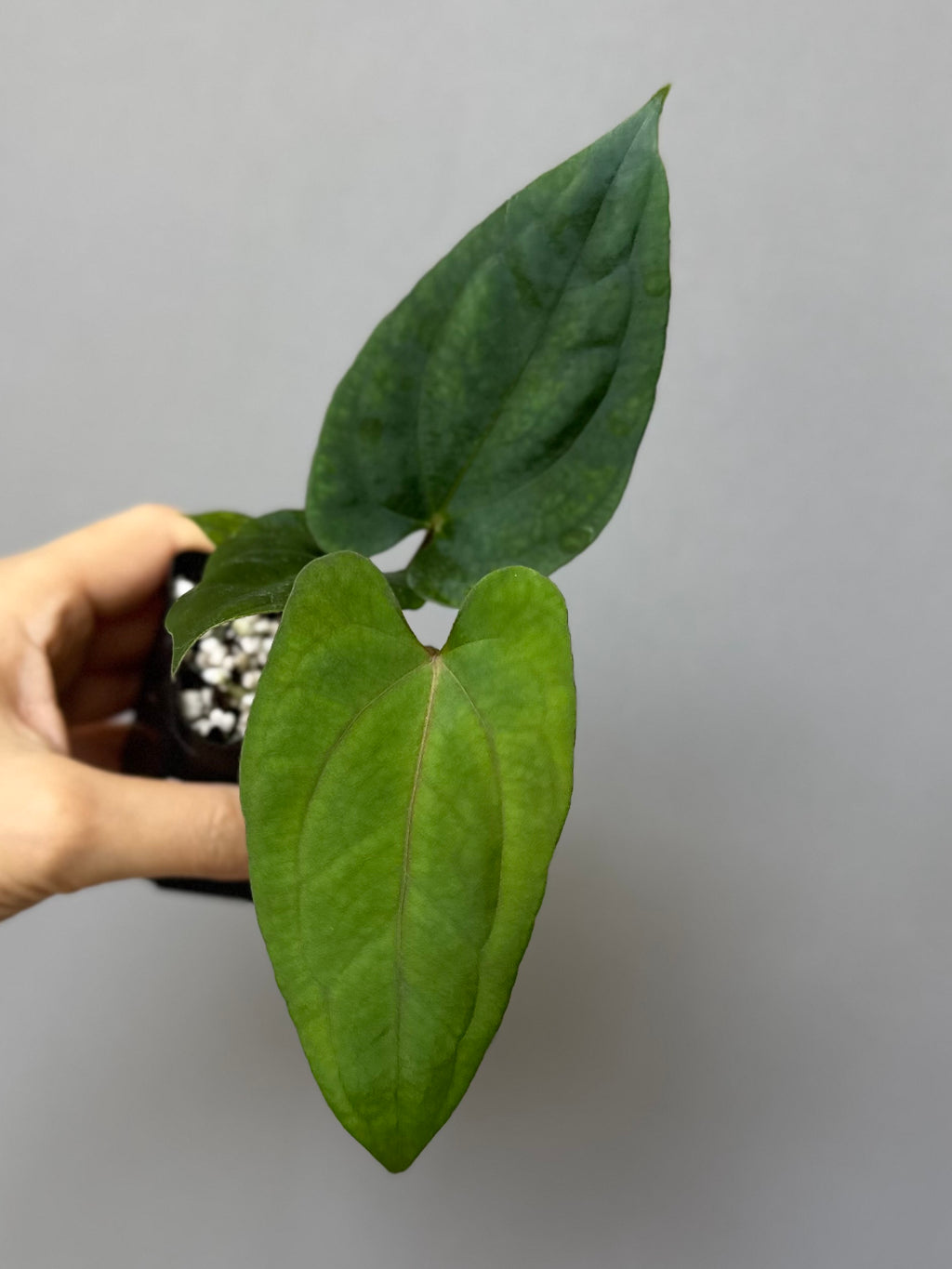 Anthurium ((BVEP x Portillae Dorito) x (Dark Phoenix x Goliath)) x (Fort Sherman x RVDP)