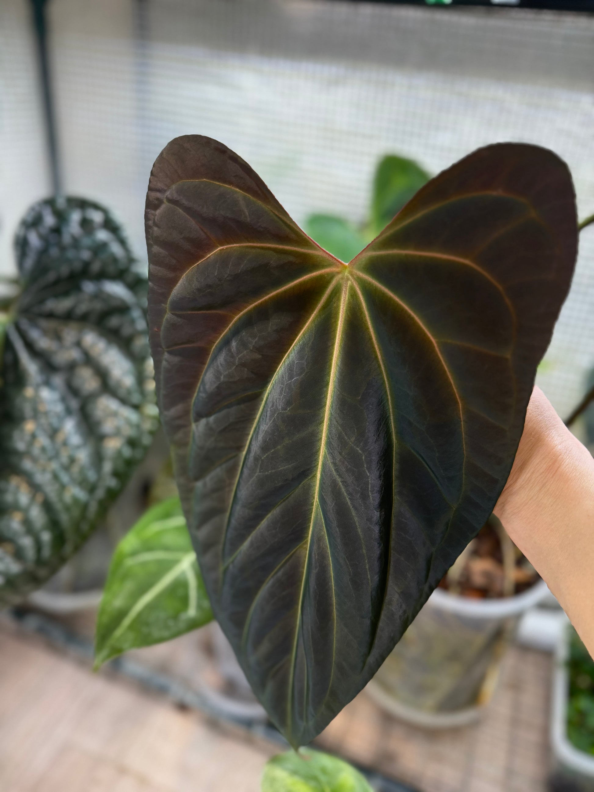 (Papillilaminum Daniel x Besseae aff.) X RVDP - one leafer