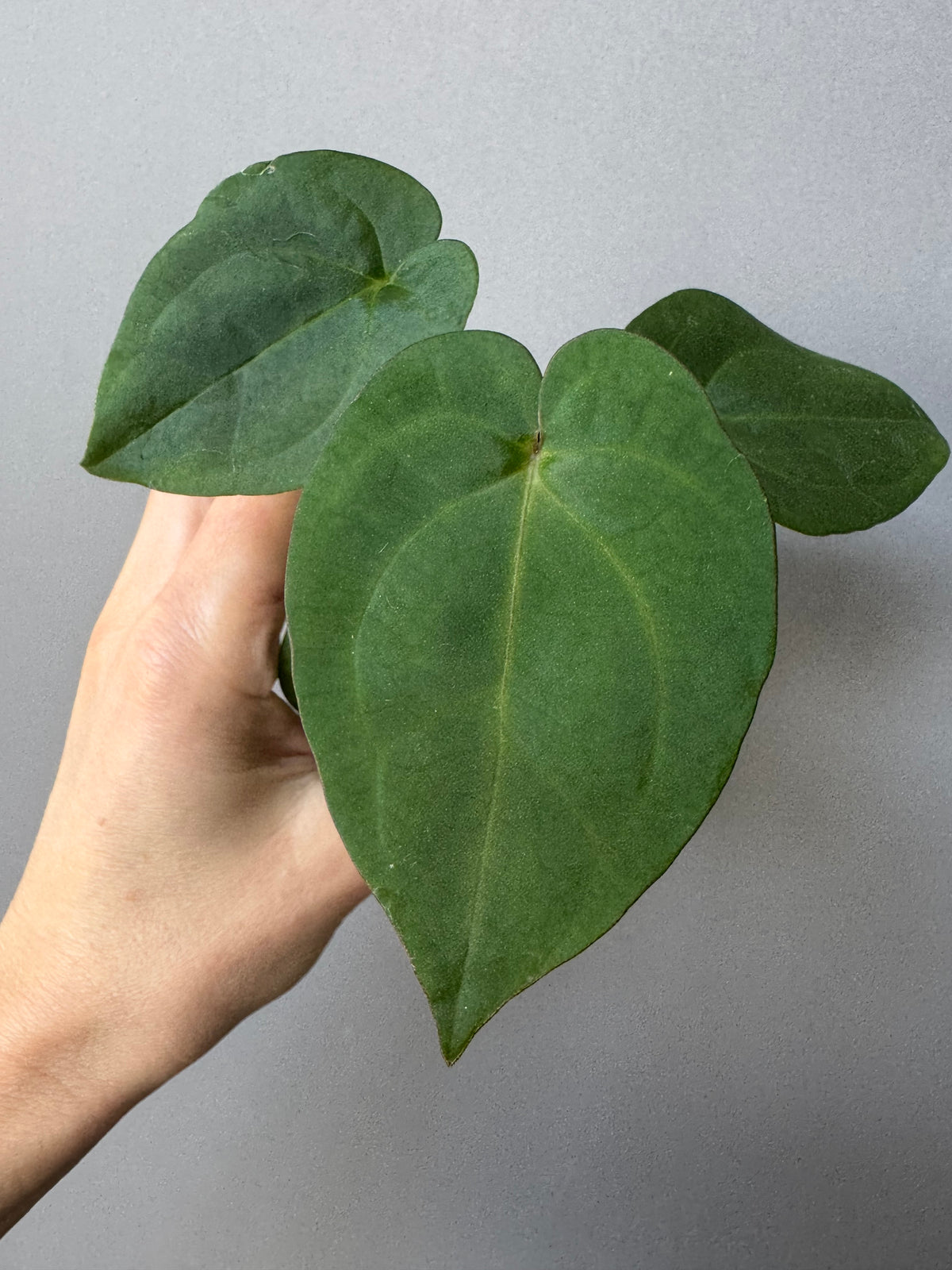 Anthurium (NSE Red Crystallinum x Carla) x RVDP
