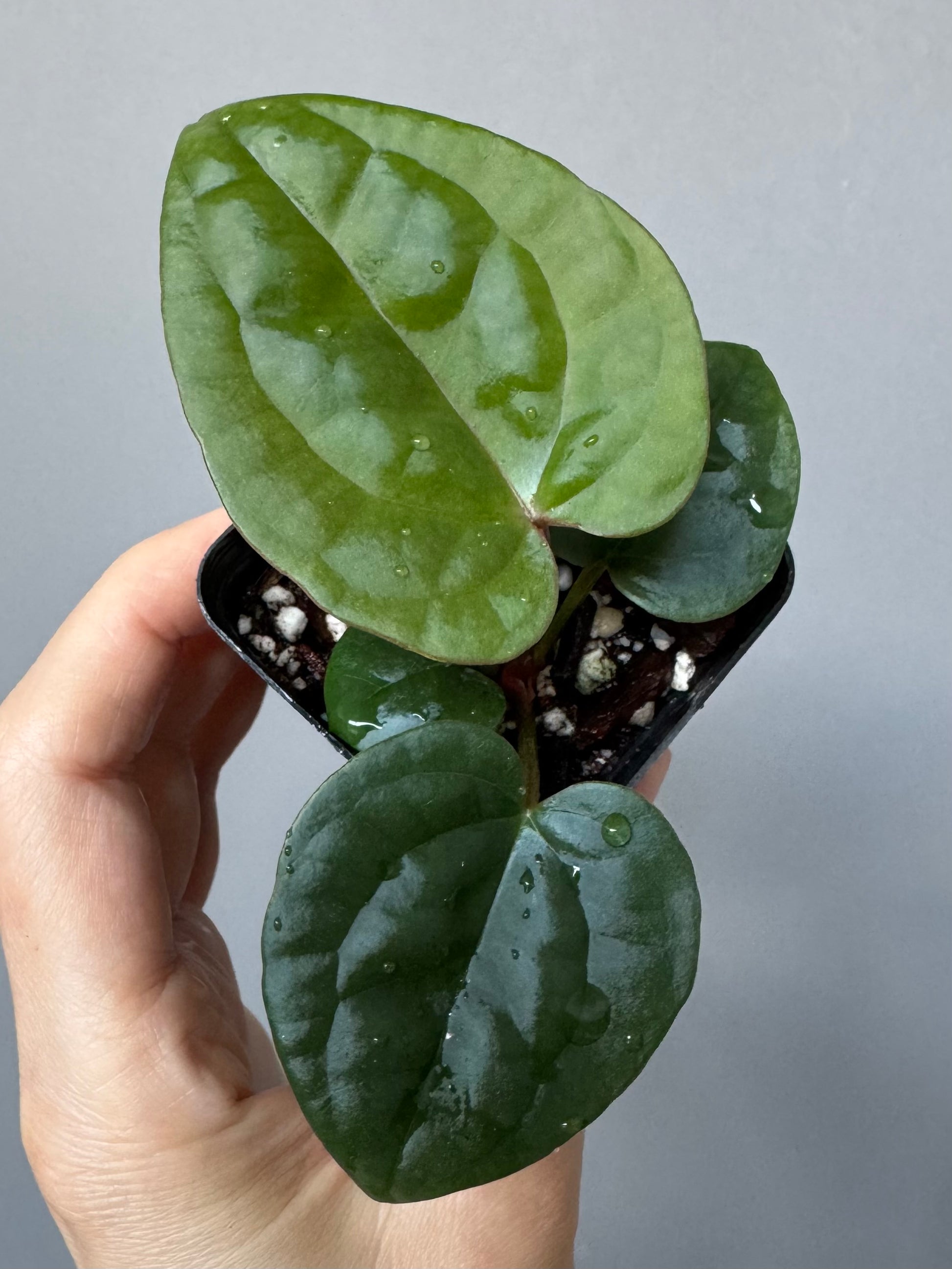 Anthurium ZxM x luxurians