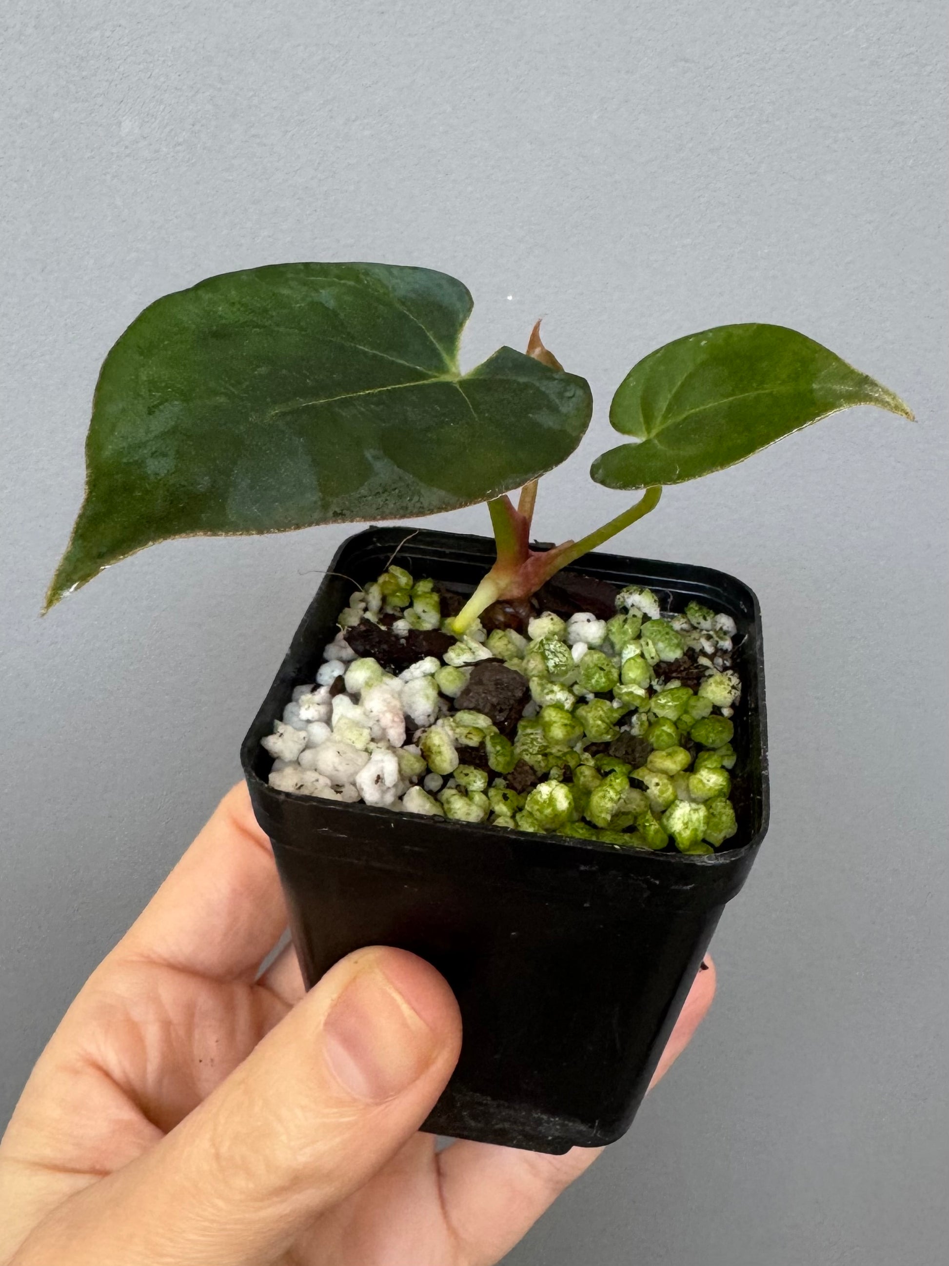 Anthurium Dorayaki x NSE dressleri (Boram / green.hues_)