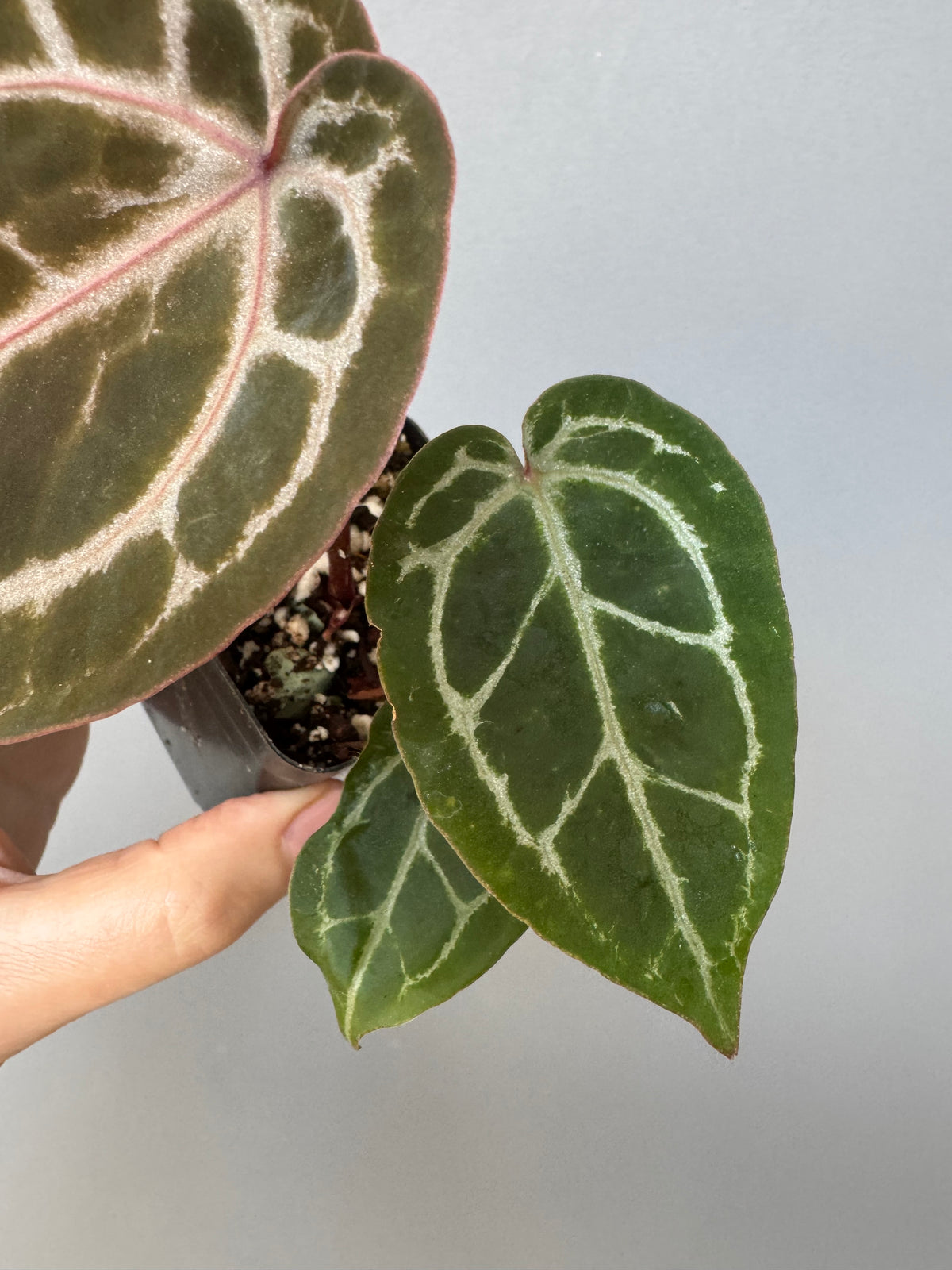 Anthurium ZxM x Michelle