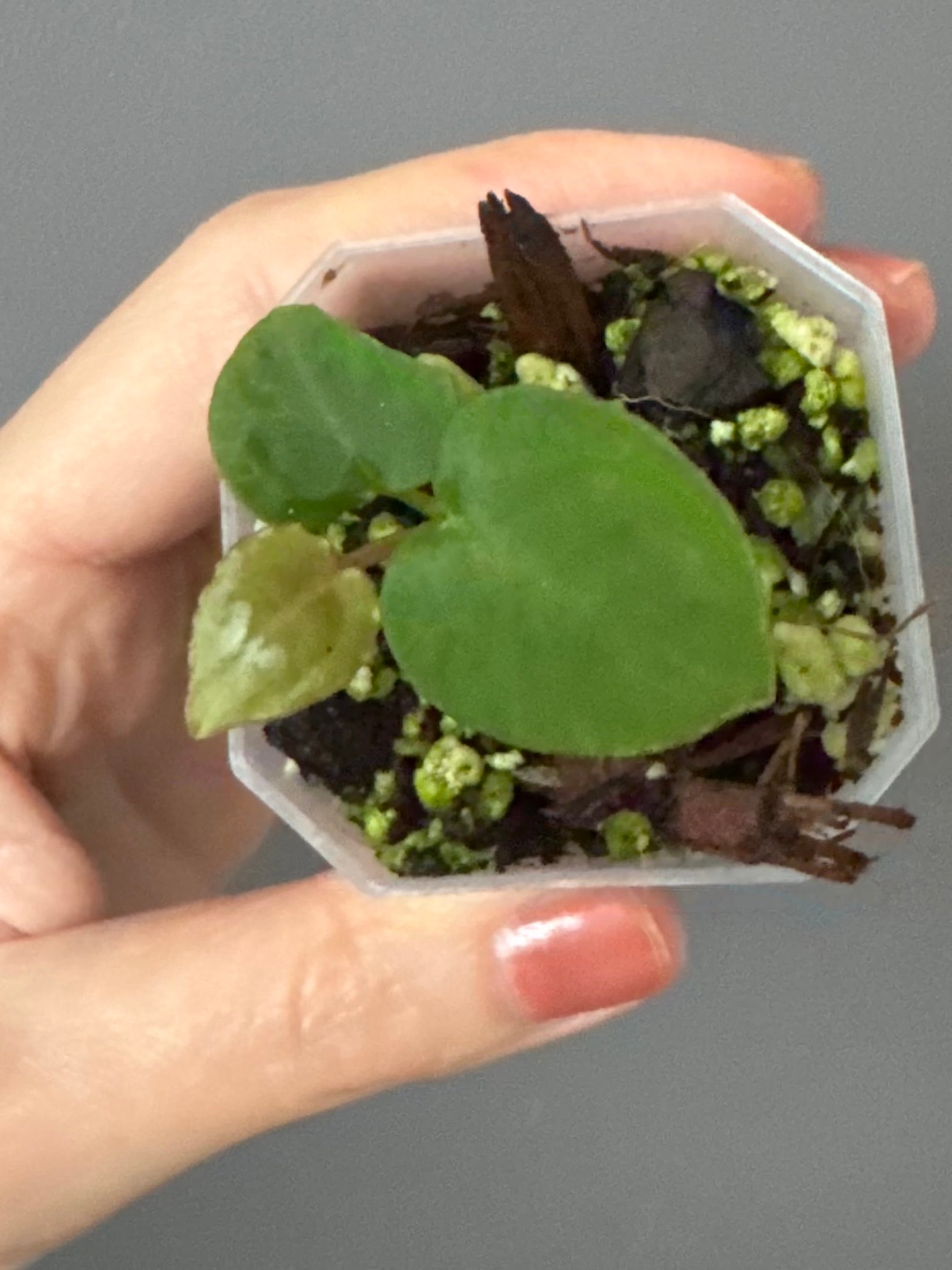 Anthurium Silver Blush x M