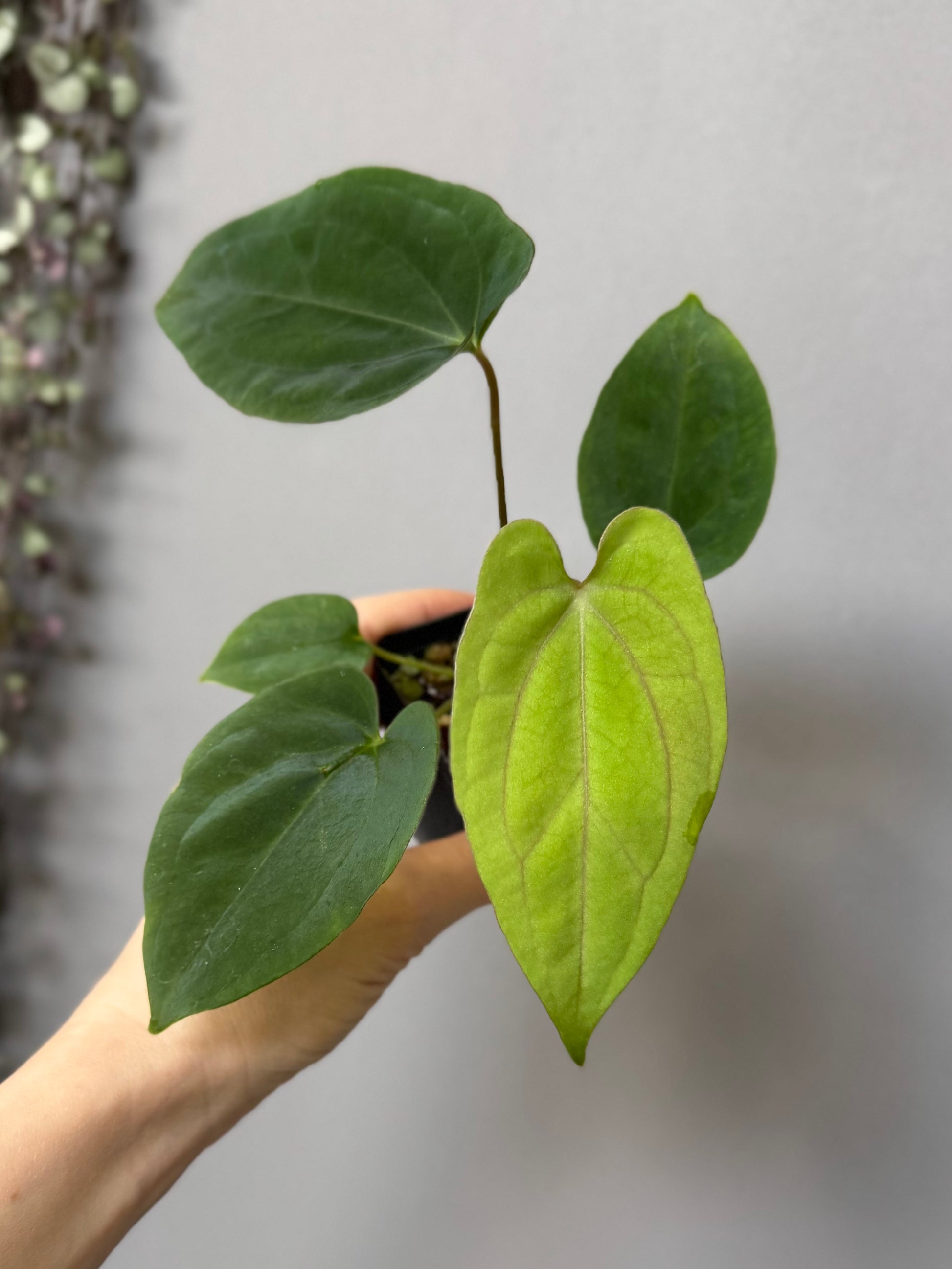 Anthurium (BVEP x portillae ‚Dorito‘) X papillilaminum H1 (by 4aroids)