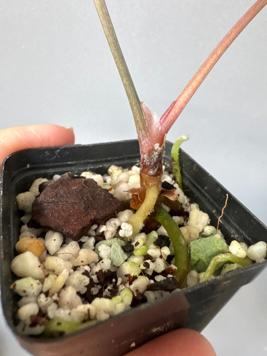 Anthurium Besseae aff. (#3)
