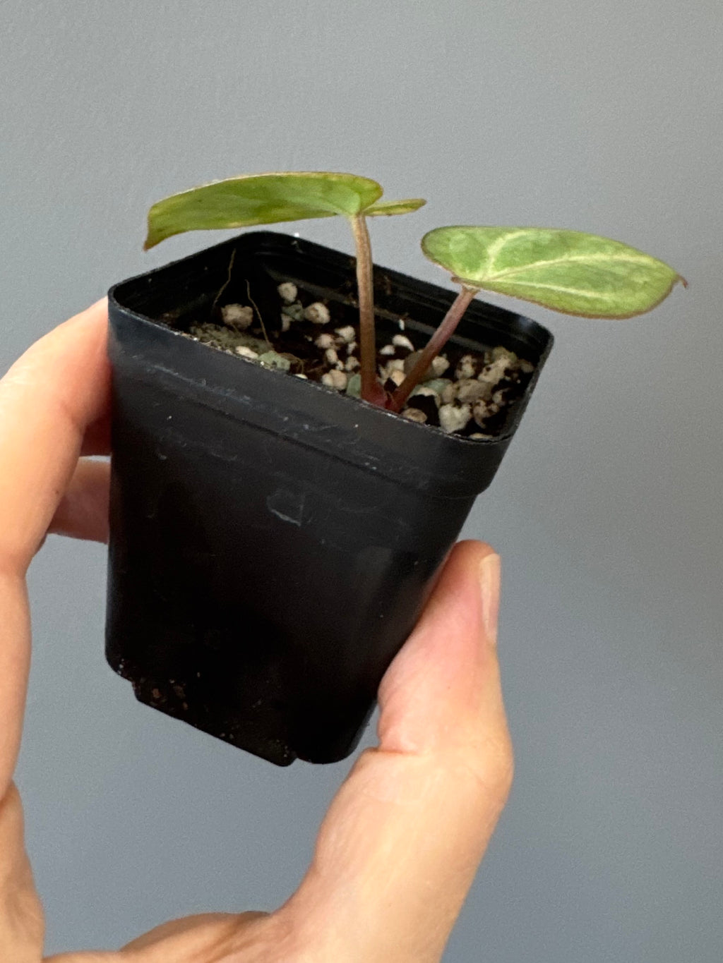 Anthurium (Complex KOS/HU hybrid) x NSE Carlablackiae (by nordicplantdiary)