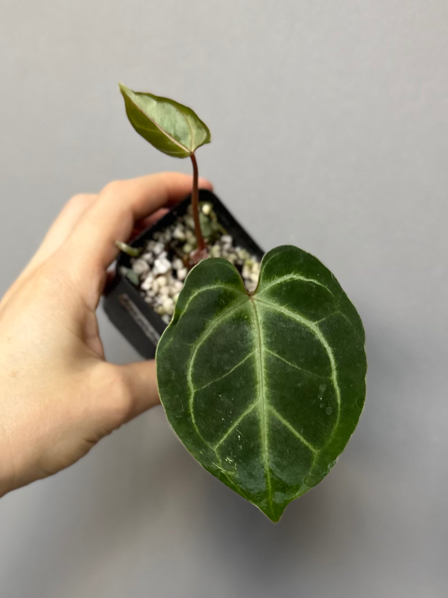 Anthurium Besseae aff. (#3)