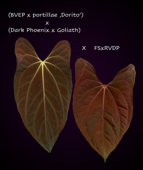 Anthurium ((BVEP x Portillae Dorito) x (Dark Phoenix x Goliath)) x (Fort Sherman x RVDP) - germinated seeds