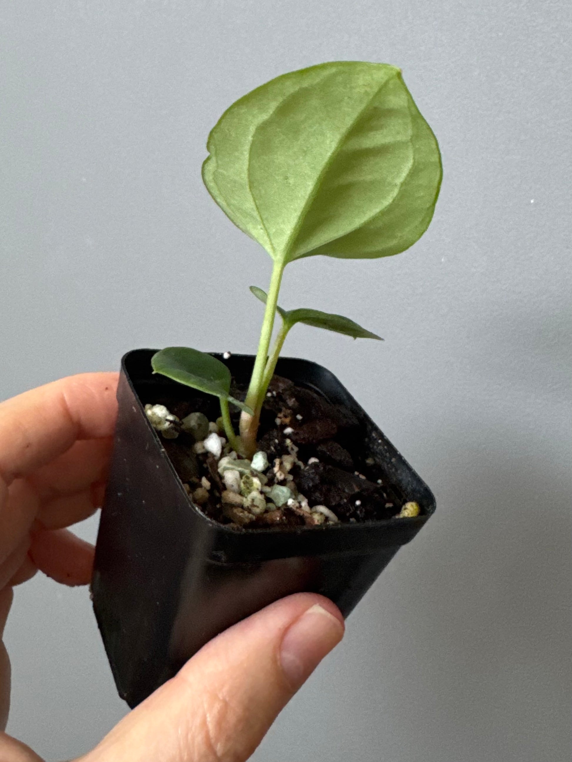 Anthurium Besseae aff. x luxurians