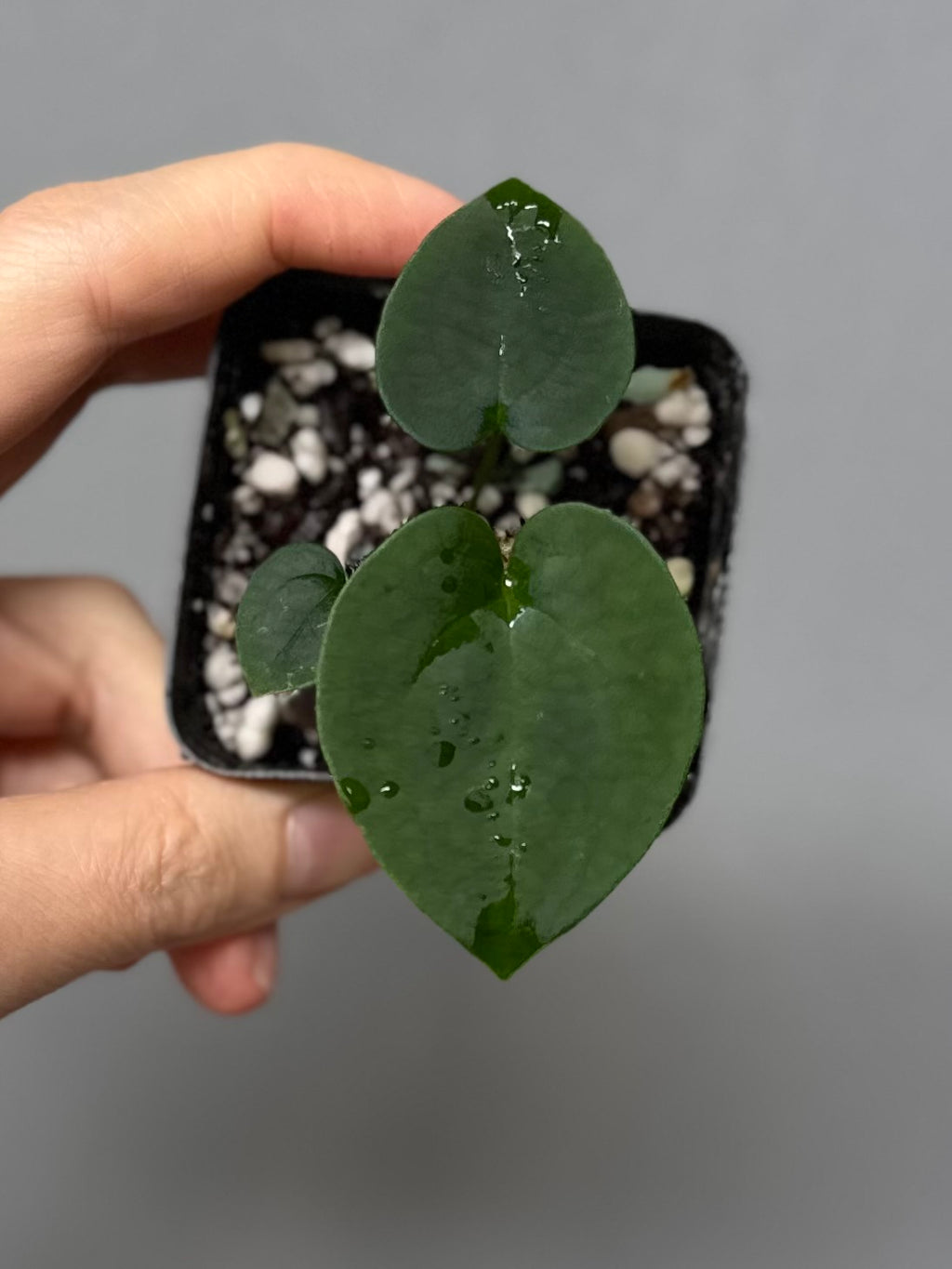 Anthurium (AOS x forgetii) x RVDP