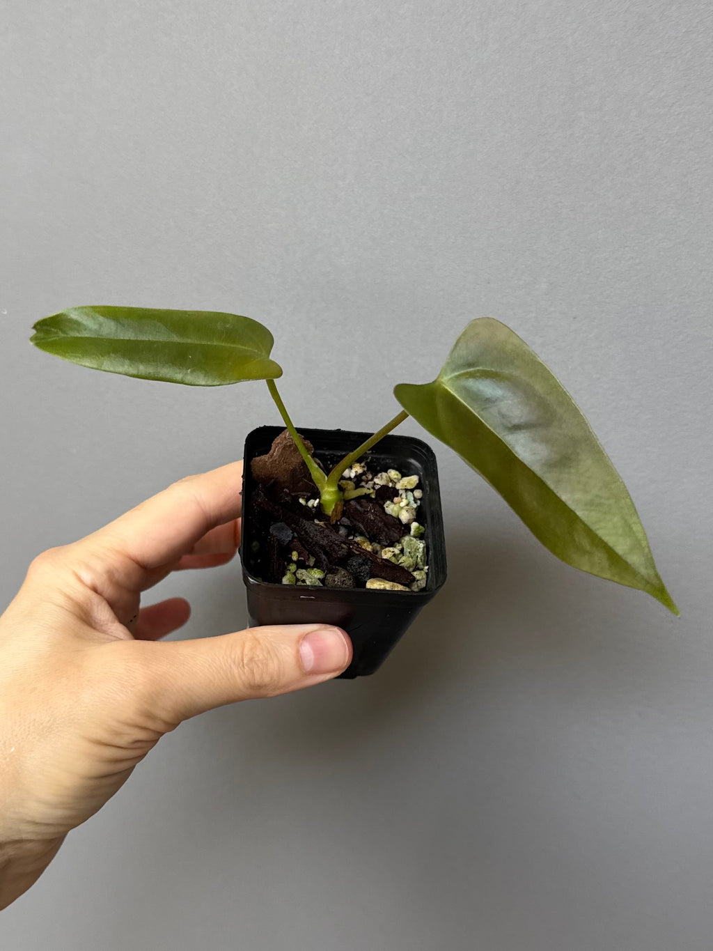 Anthurium Subsignatum x papillilaminum ‚Marie‘