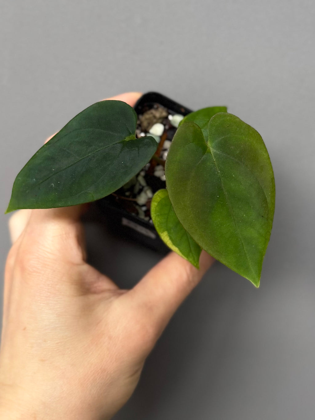 Anthurium Antolakii/ BVEP (Round x Felix) X Felix (Justin Jones / createdinagarden)